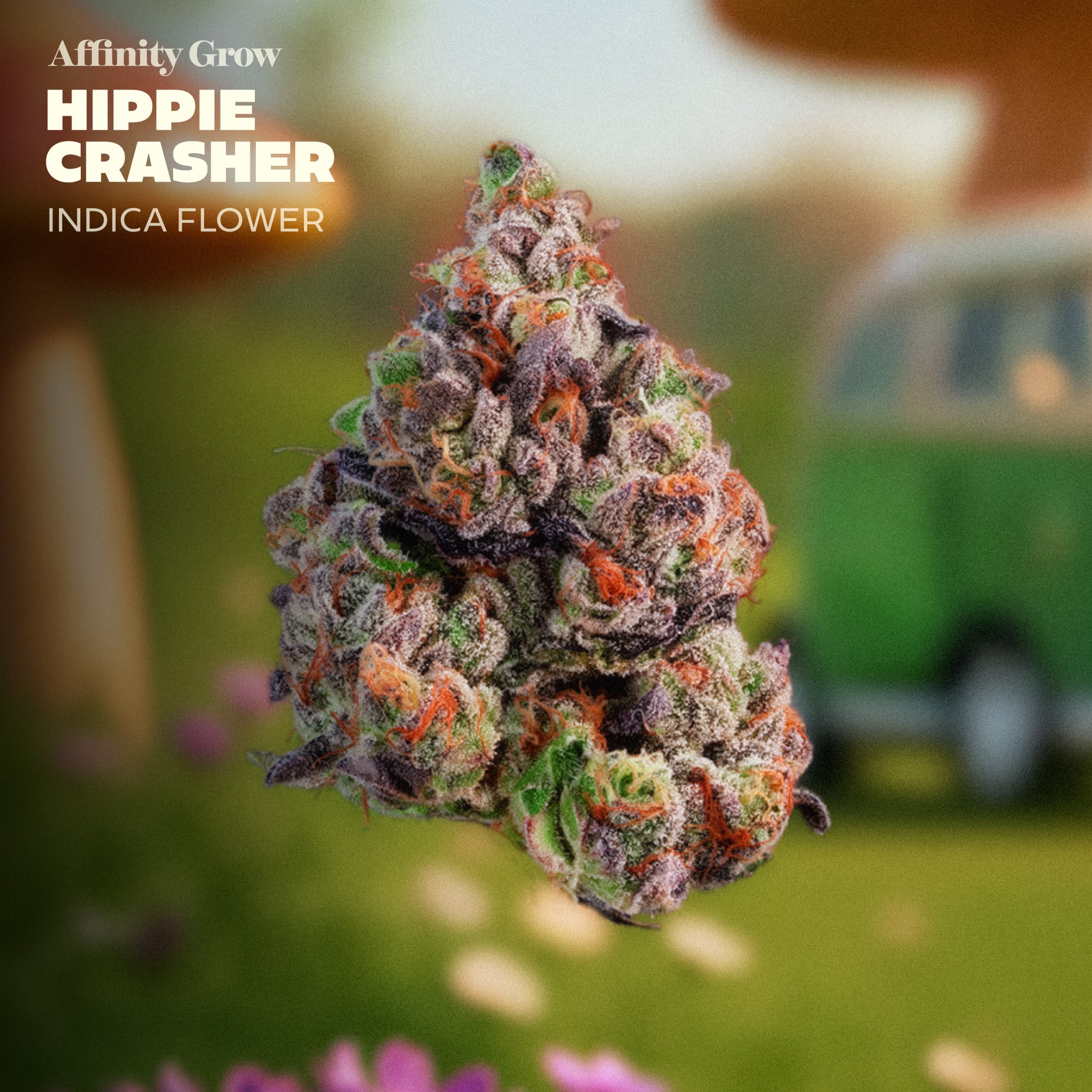 Affinity Grow - Hippie Crasher (I) Flower  C0090000936