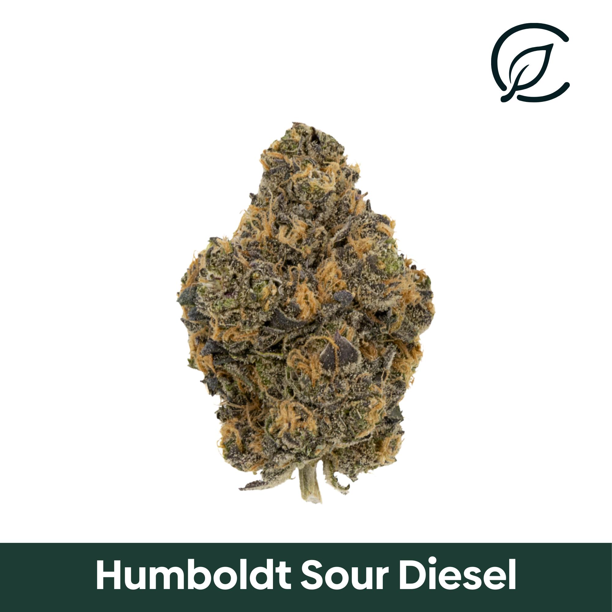 Curaleaf Whole Flower Humboldt Sour Diesel (S) 01109