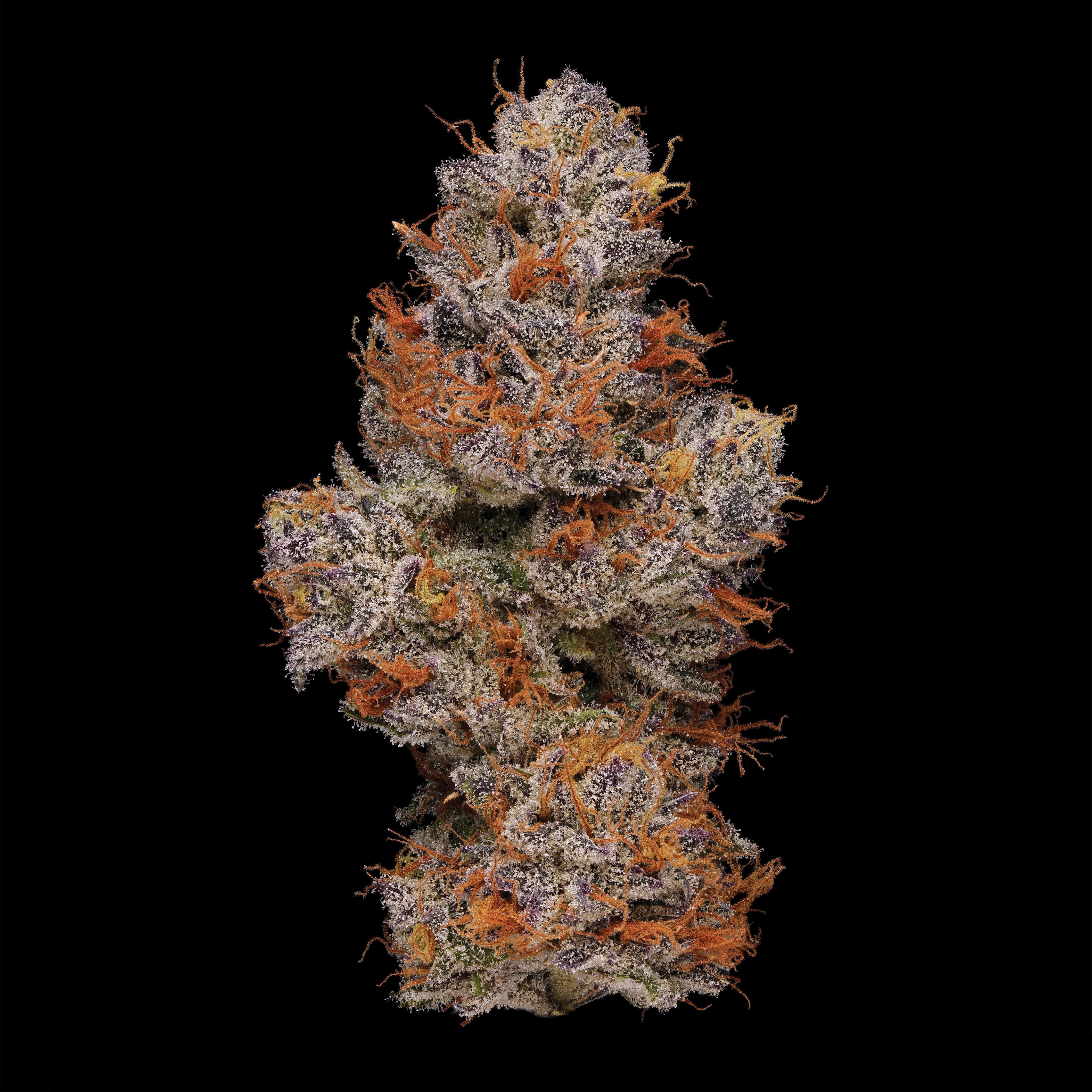 Ethiopian x Sky Cuddler Kush Ethiopian x Sky Cuddler Kush