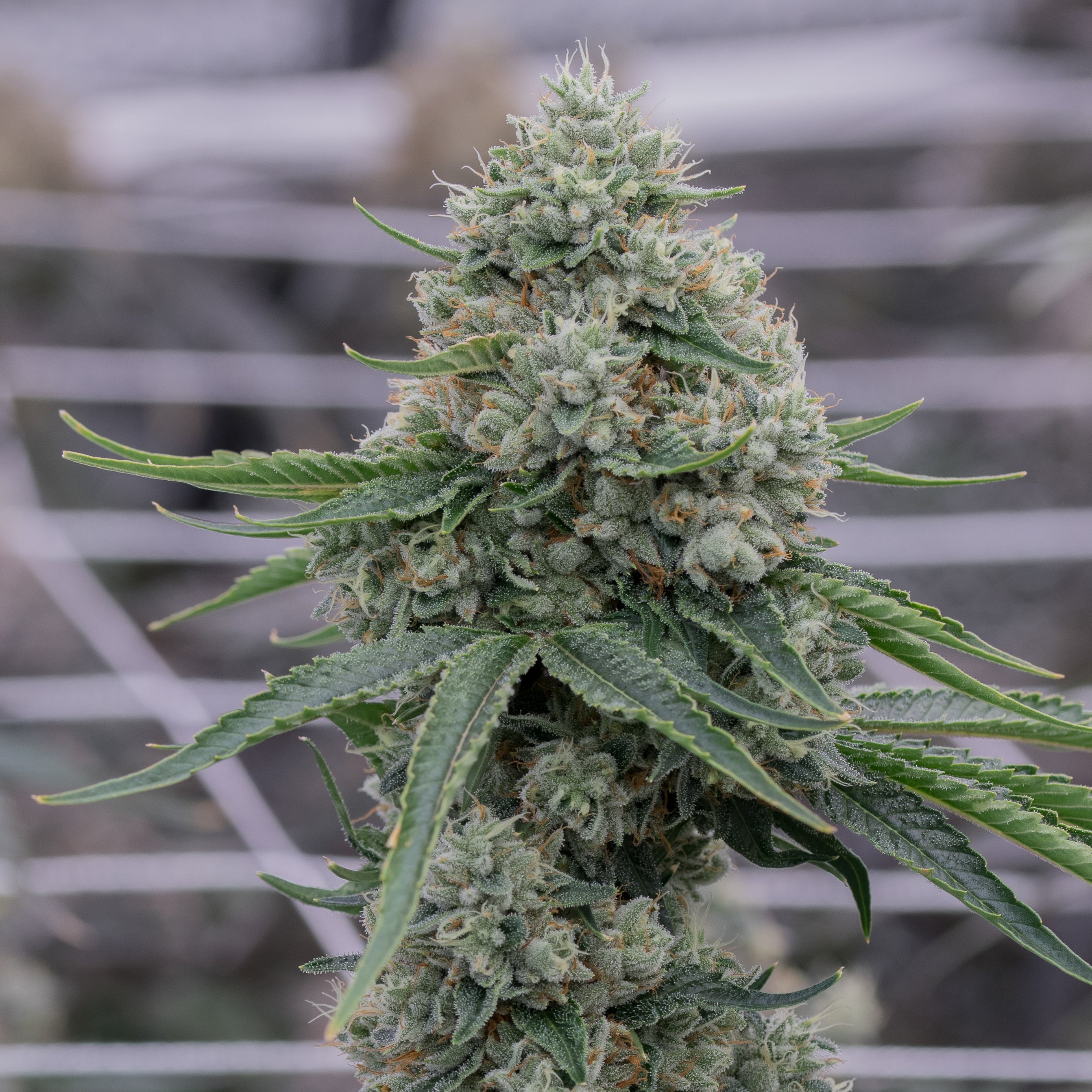 Triangle Irene - 1oz in Fulton