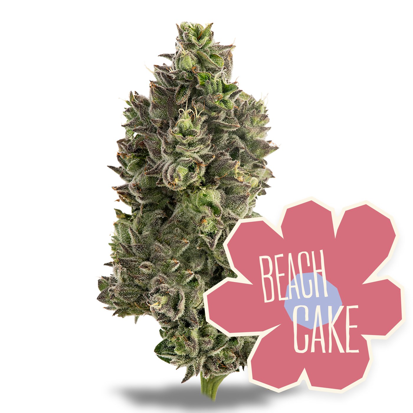 Shop Beach Cake | Grow West - AU Menu Dispensary Cumberland, MD