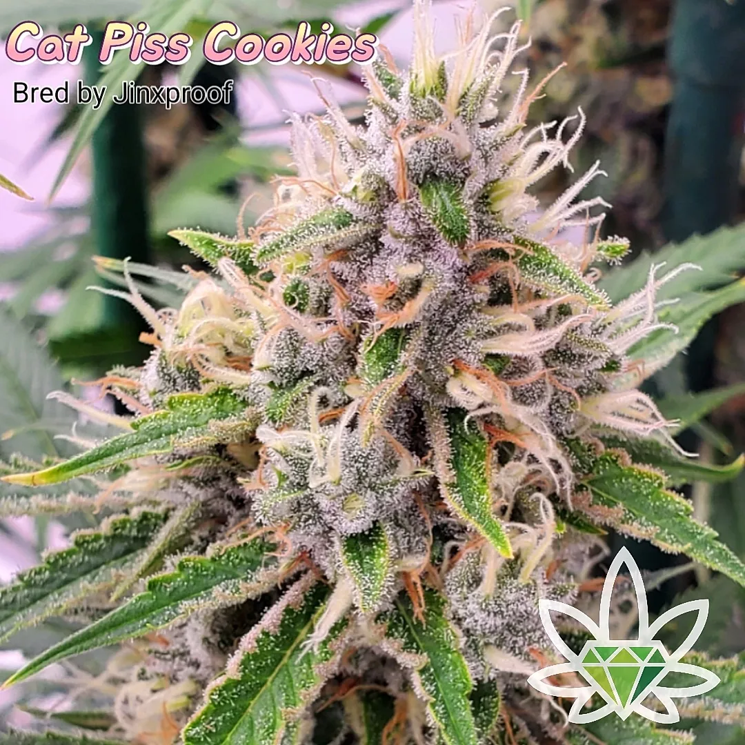 Cat Piss Cookies [.5g]