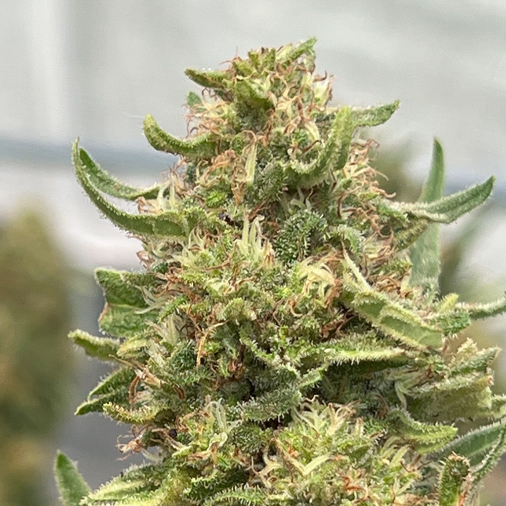 CBD Stargazer Myrtle