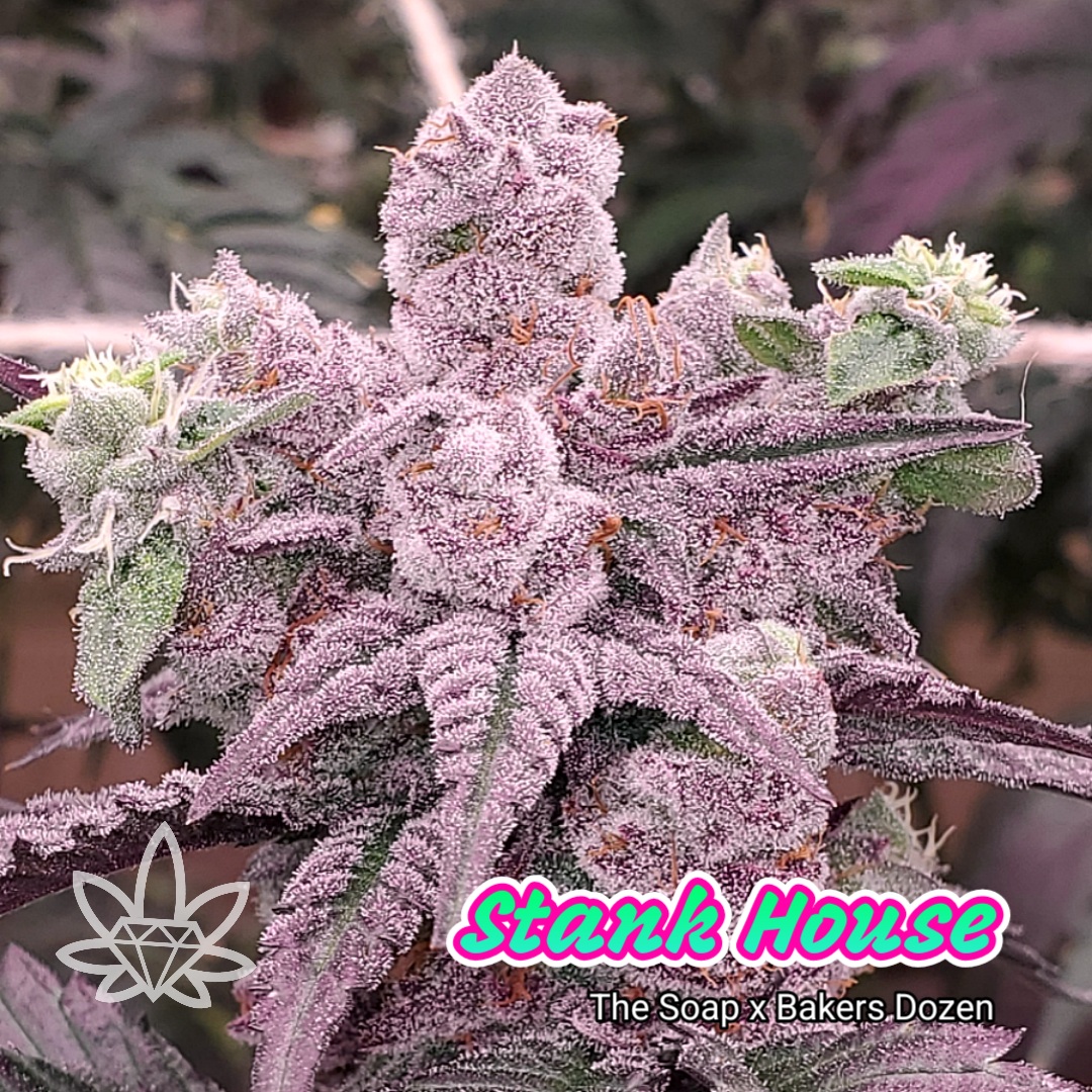 Stank House [.5g]