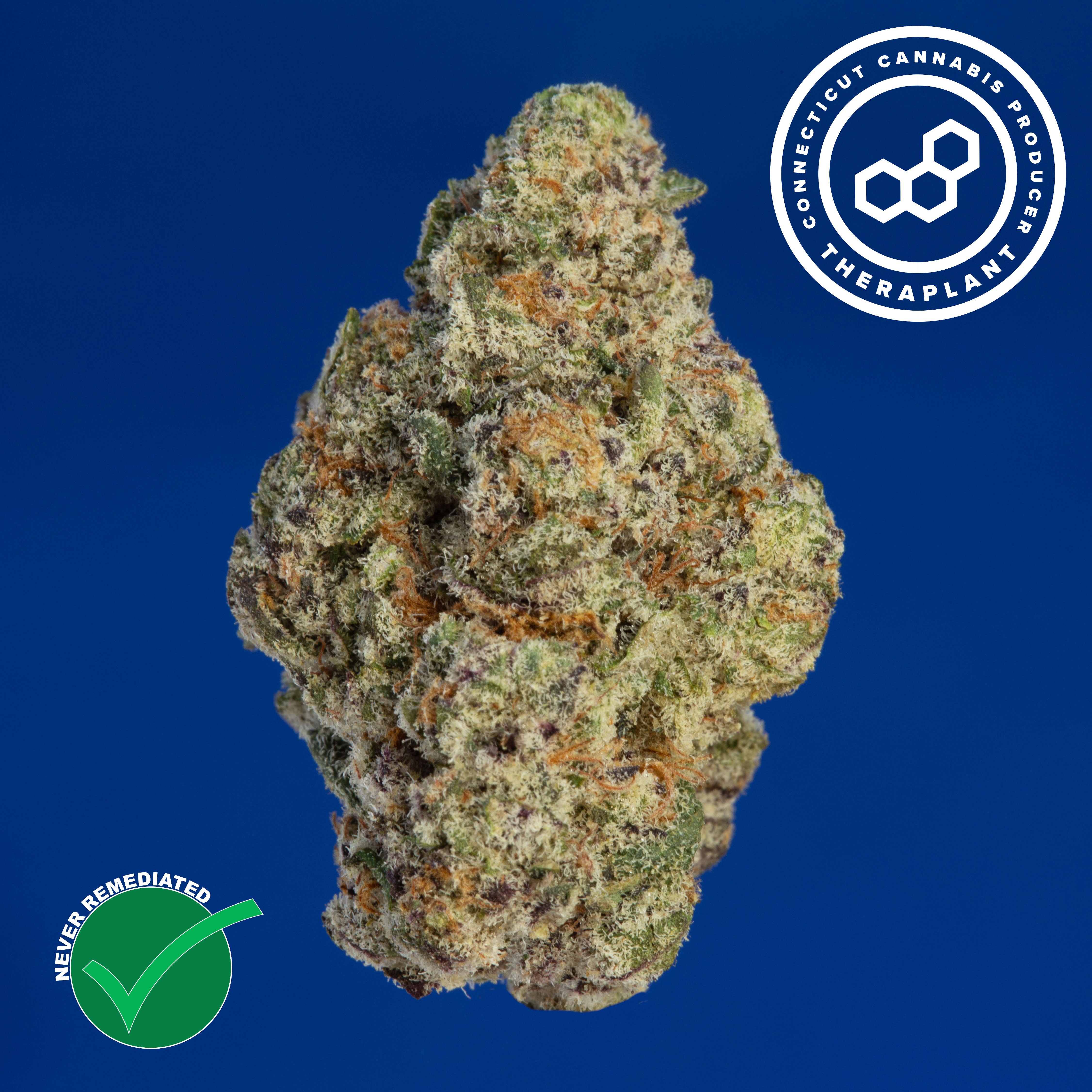 Theraplant - Wedding Cake (I) Flower  C0040001214