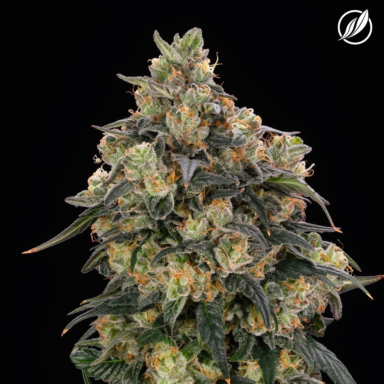 CTPharma - Sunset Strip (S) Flower C0020026472 CTPharma - Sunset Strip (S) Flower C0020026472