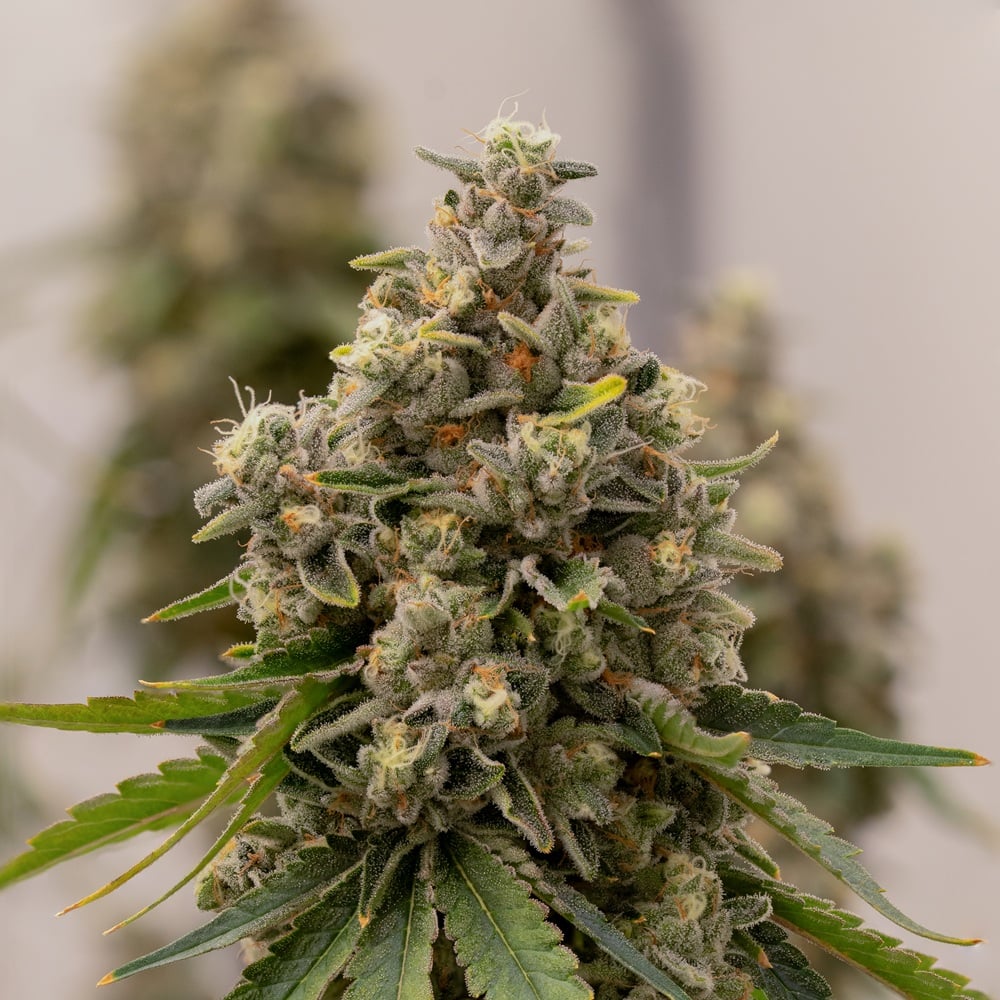 Sweetie pie☆です。 Shop Sweetie Pie | The Dispensary - Fulton (REC) Fulton, IL