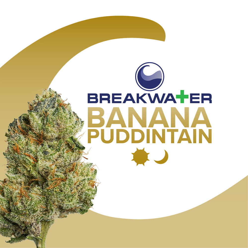 Banana Puddintain Breakwater Premium Bud Jane