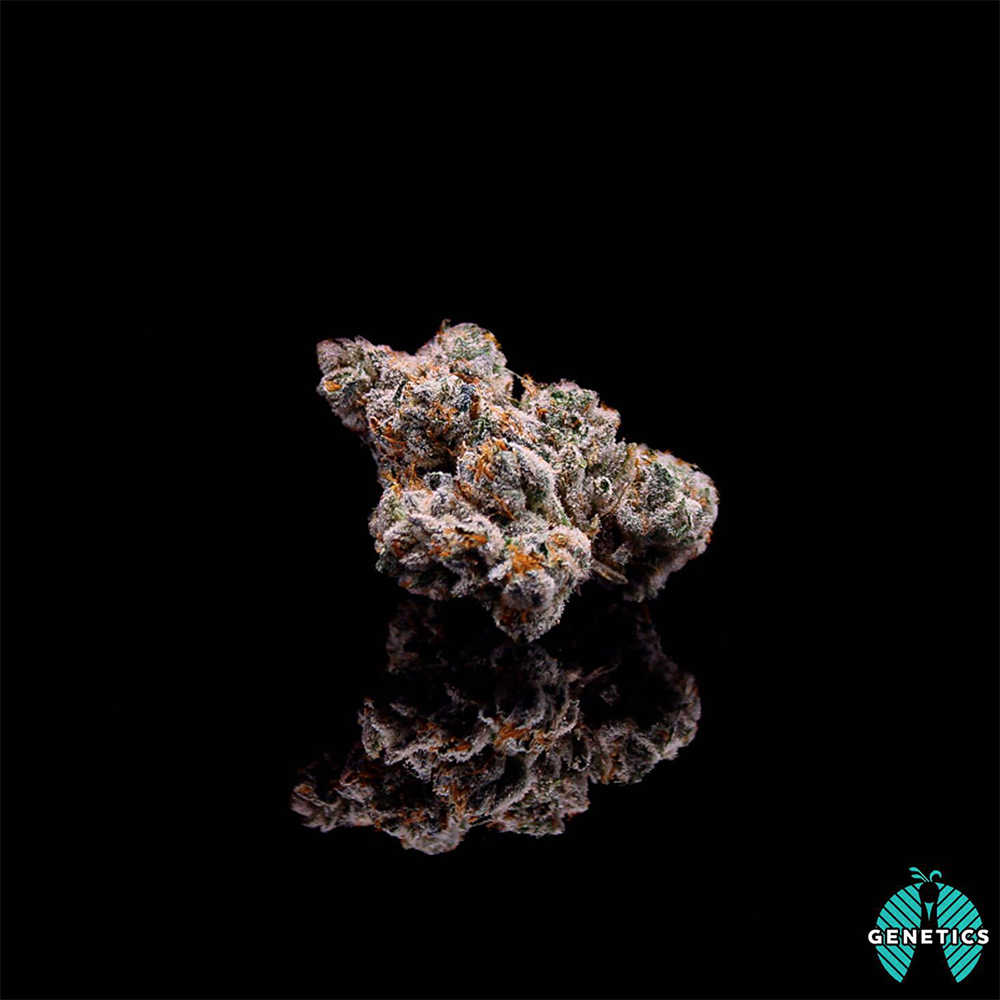 lemon-tree-maitri-genetics-jane