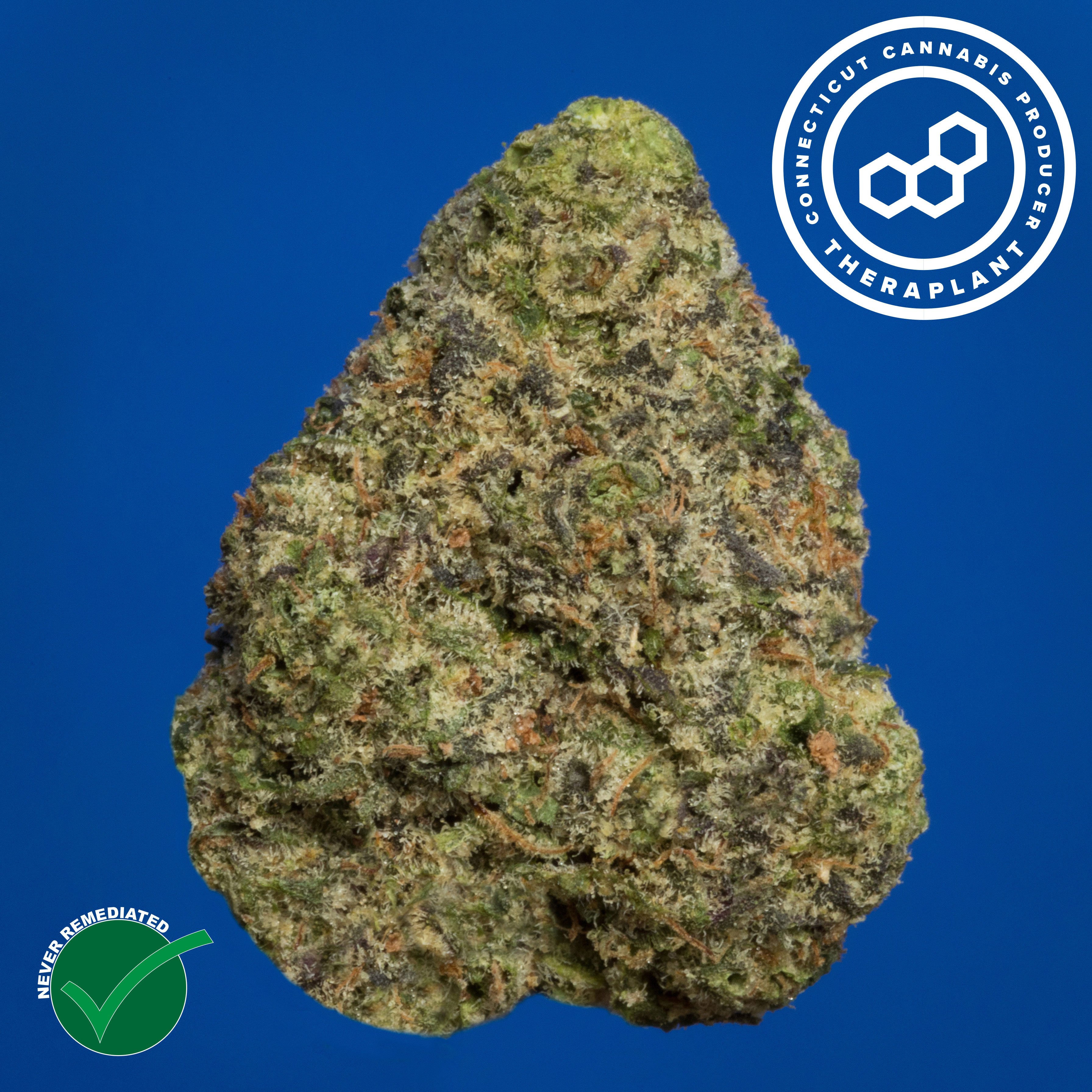 Theraplant - Wedding Cake (I) Flower  C0040001215 Theraplant - Wedding Cake (I) Flower  C0040001215