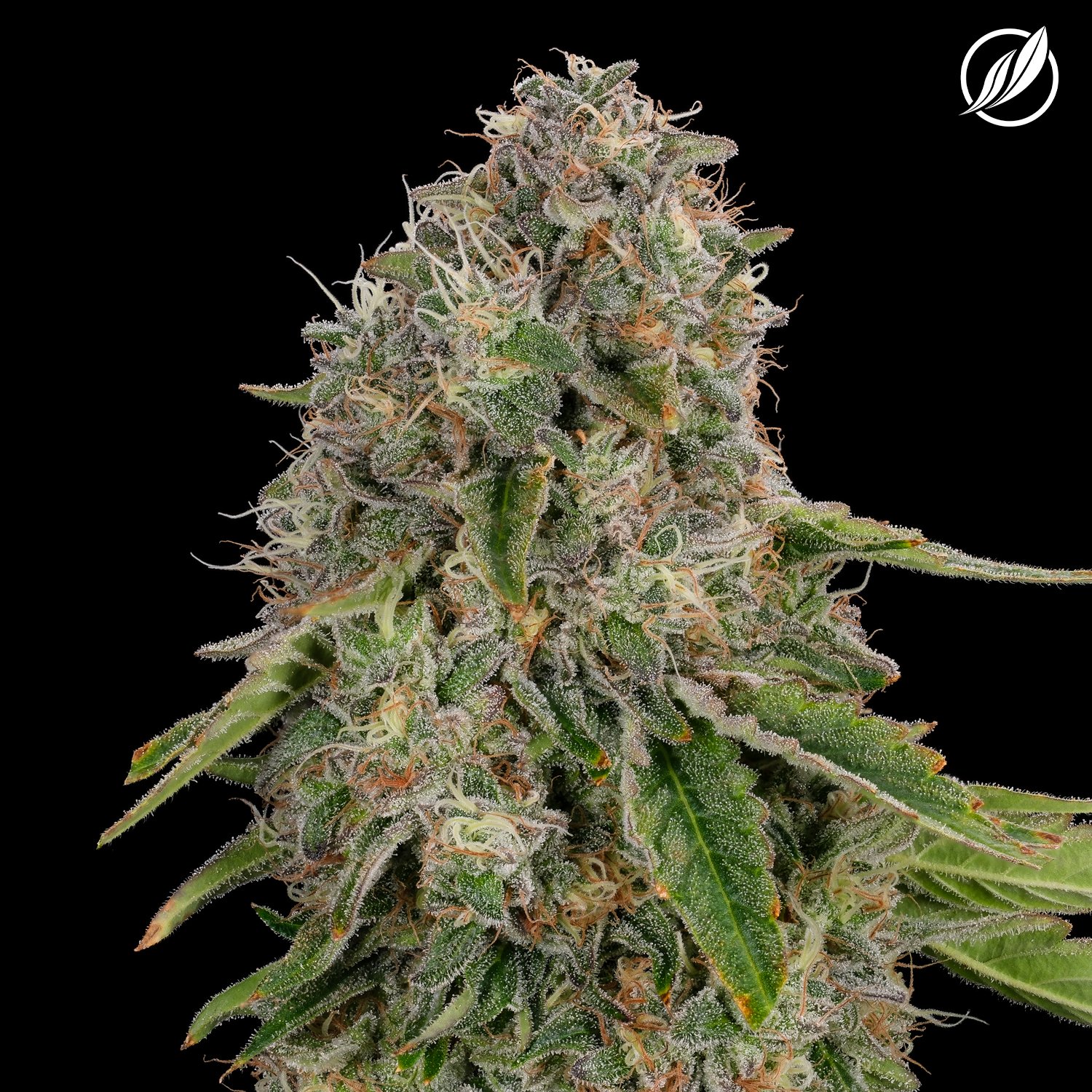 CTPharma - Mendo Cooler (S) Flower  C0020026316