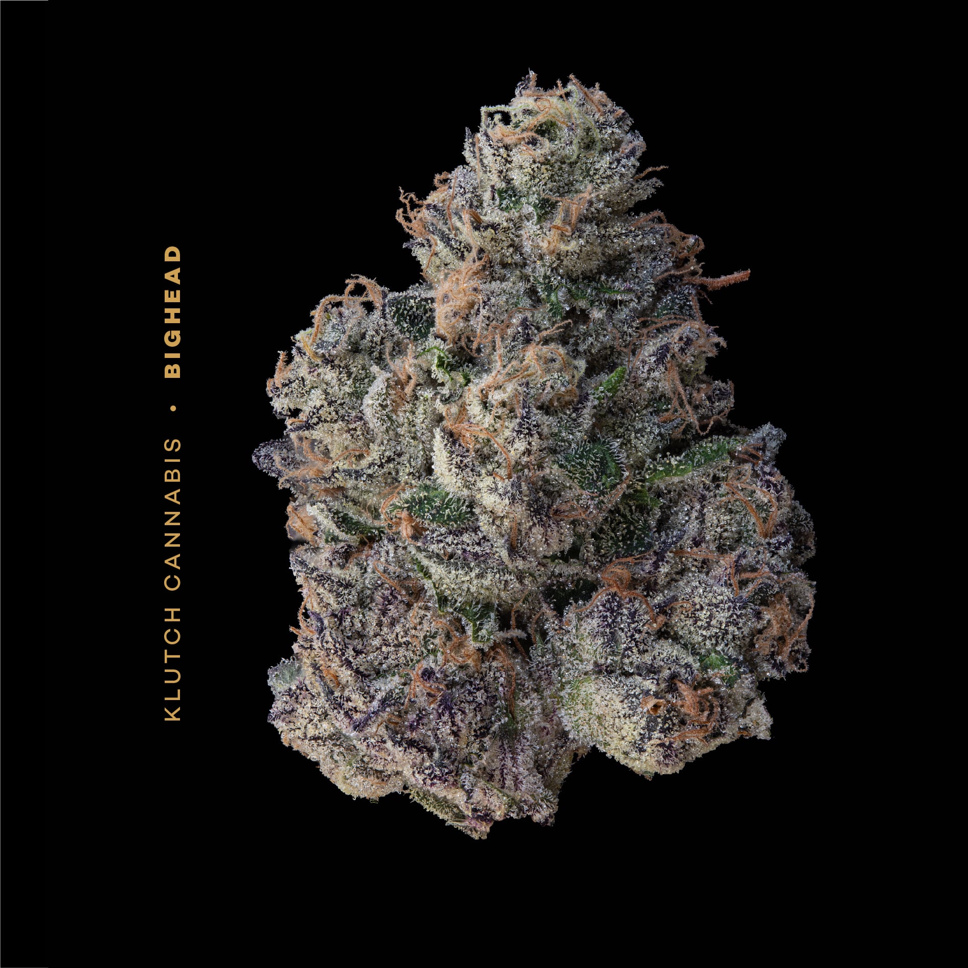 KLUTCH - BIG HEAD - [2.83G] - INDICA