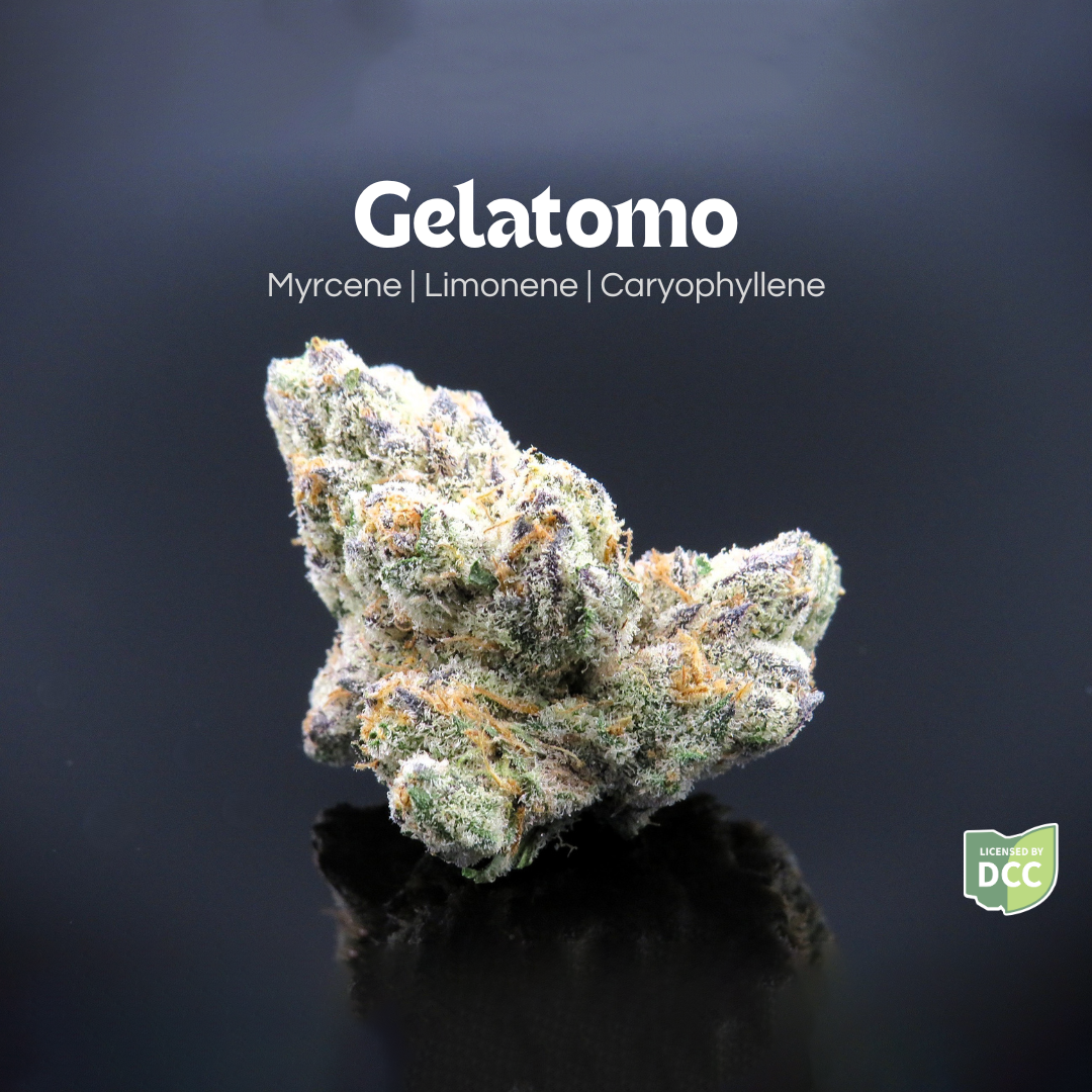 GELATOMO  HYBRID