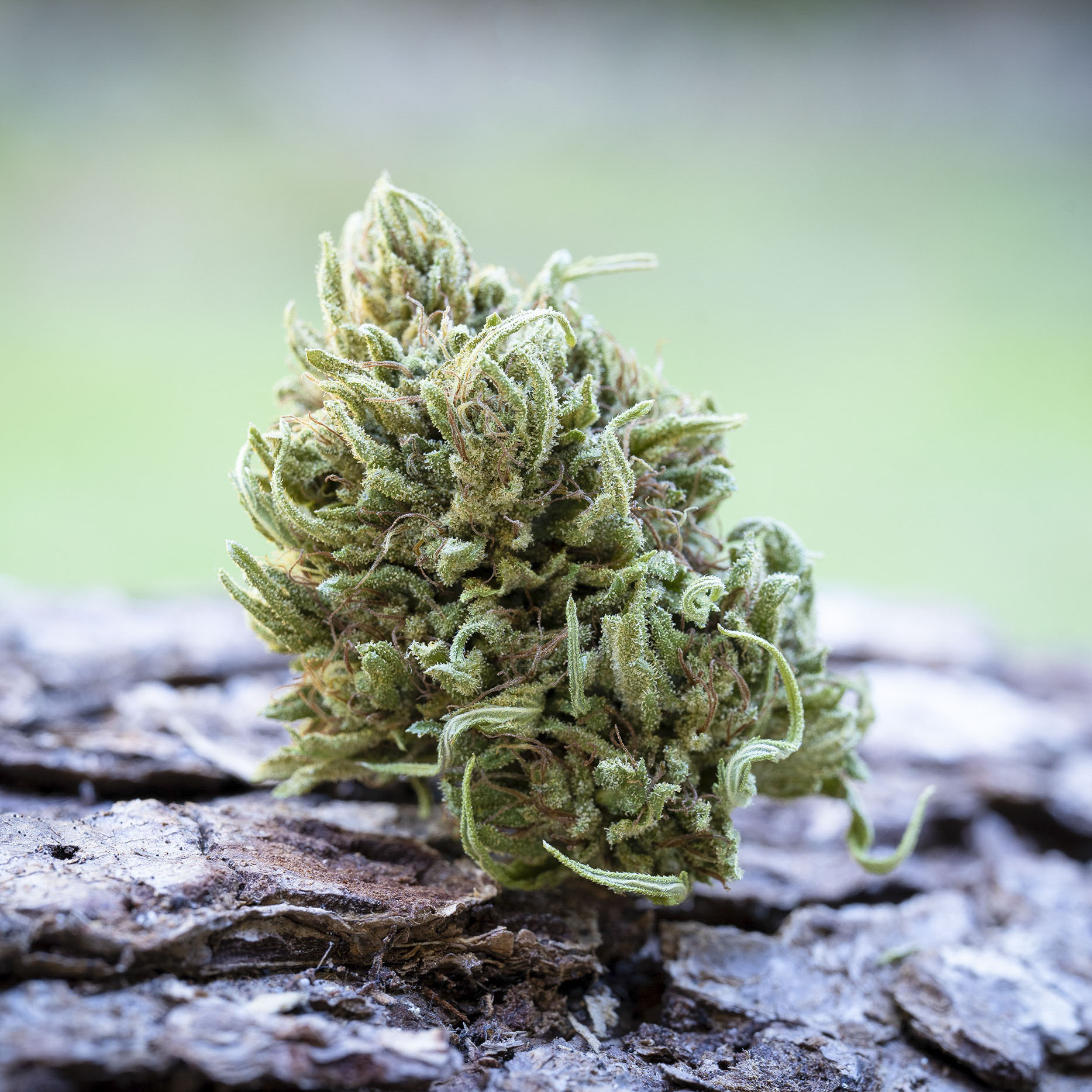 Harmony Rose 1:1 CBD by Emerald Spirit Botanicals [7.5g]