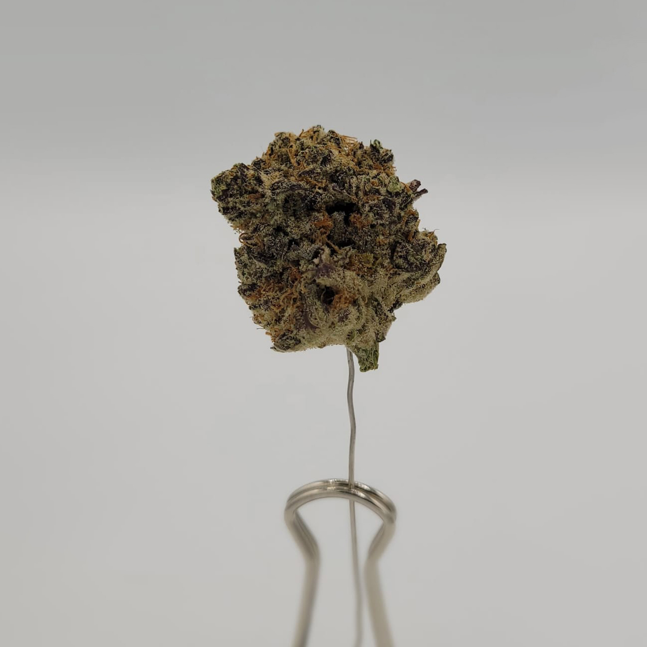 of the Grapes (POTG) Western Cannabis Jane