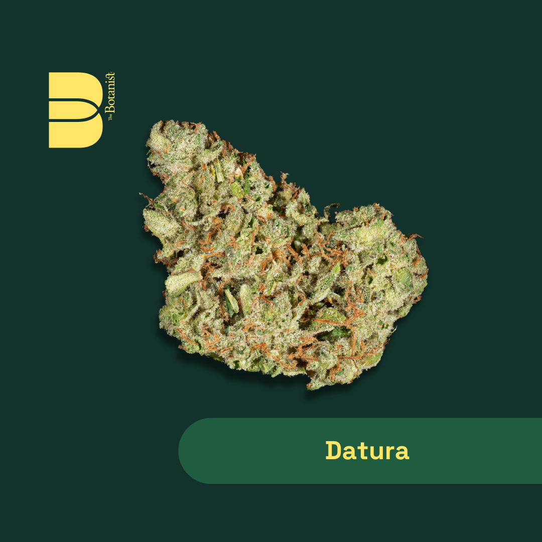 Datura