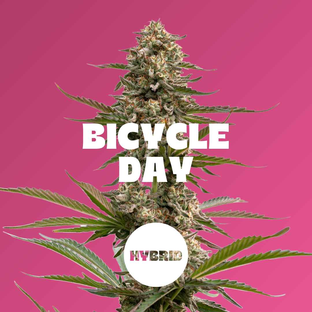 Raspberry - 20pc - Bicycle Day - Hybrid (100mg THC + 50mg CBD)