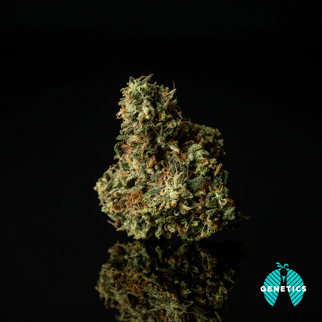 twice-baked-maitri-genetics-jane