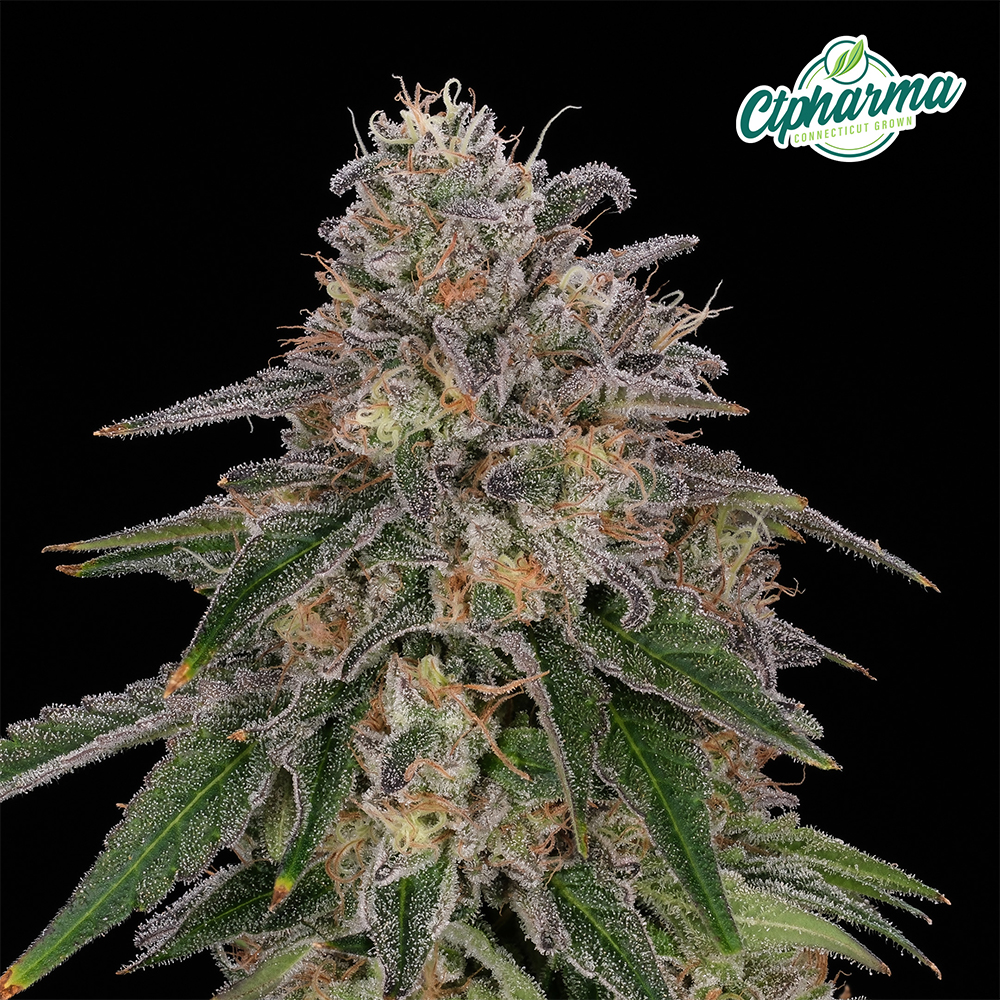 CTPharma - Mendo Cooler (S) Flower  C0020026644