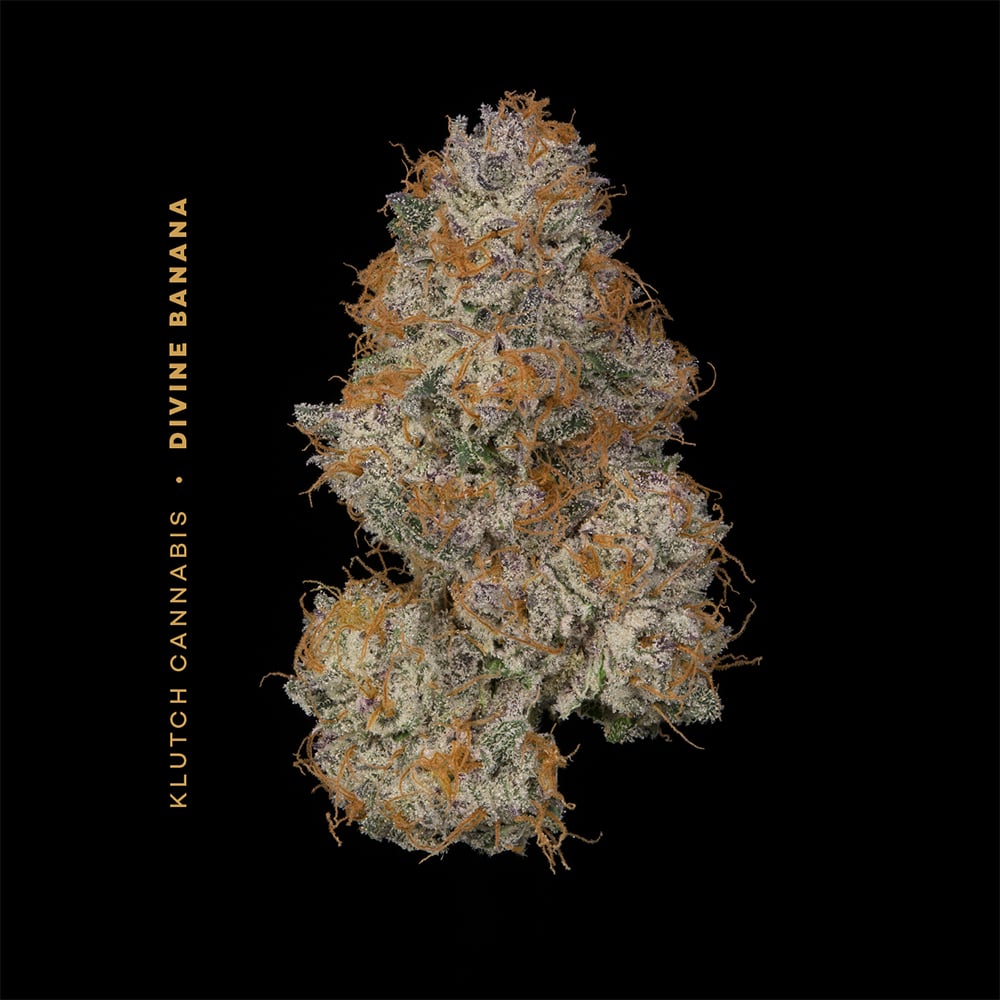 KLUTCH - DIVINE BANANA - [14.15G] - HYBRID