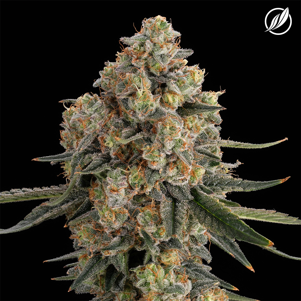 CTPharma Flower Tasty Jane (I) 26464