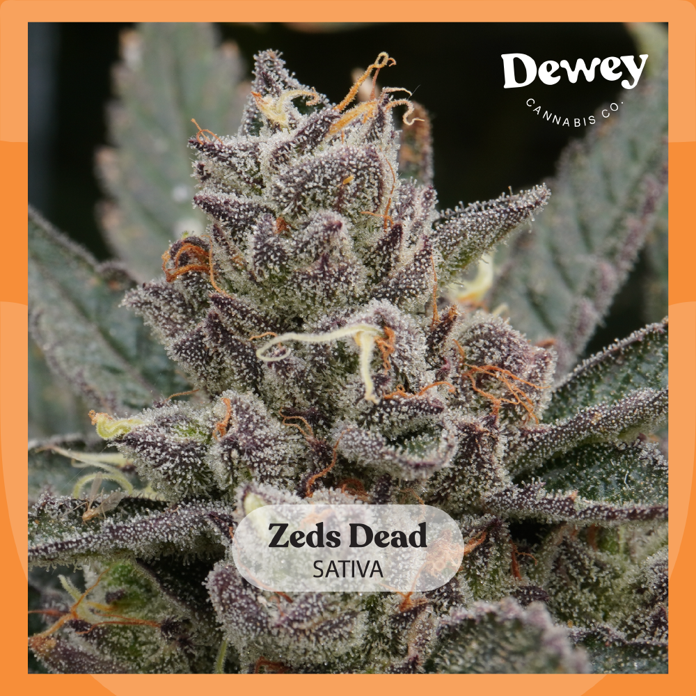 Zed's Dead Zed's Dead