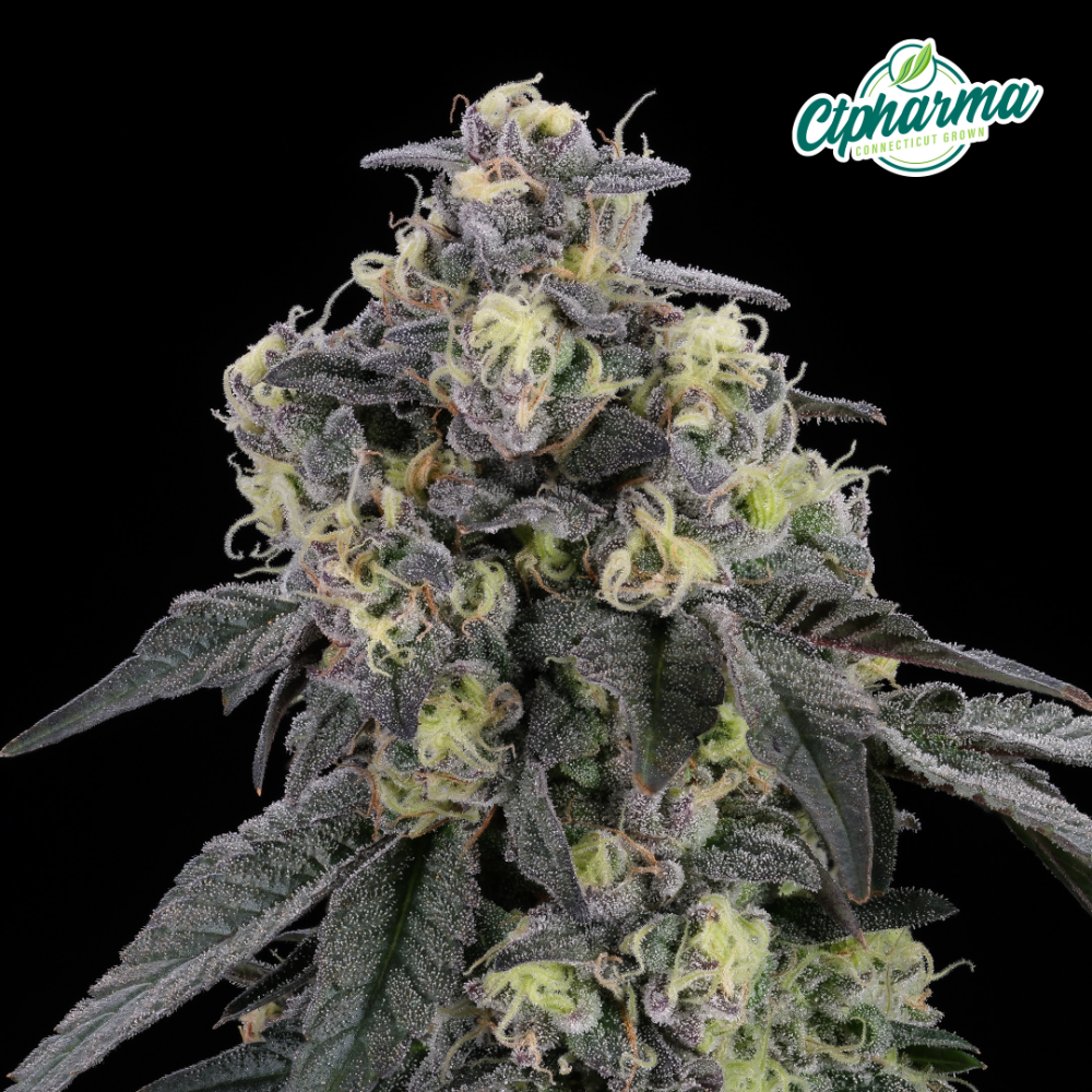 CTPharma - Gush Mintz (I) Flower  C0020027452