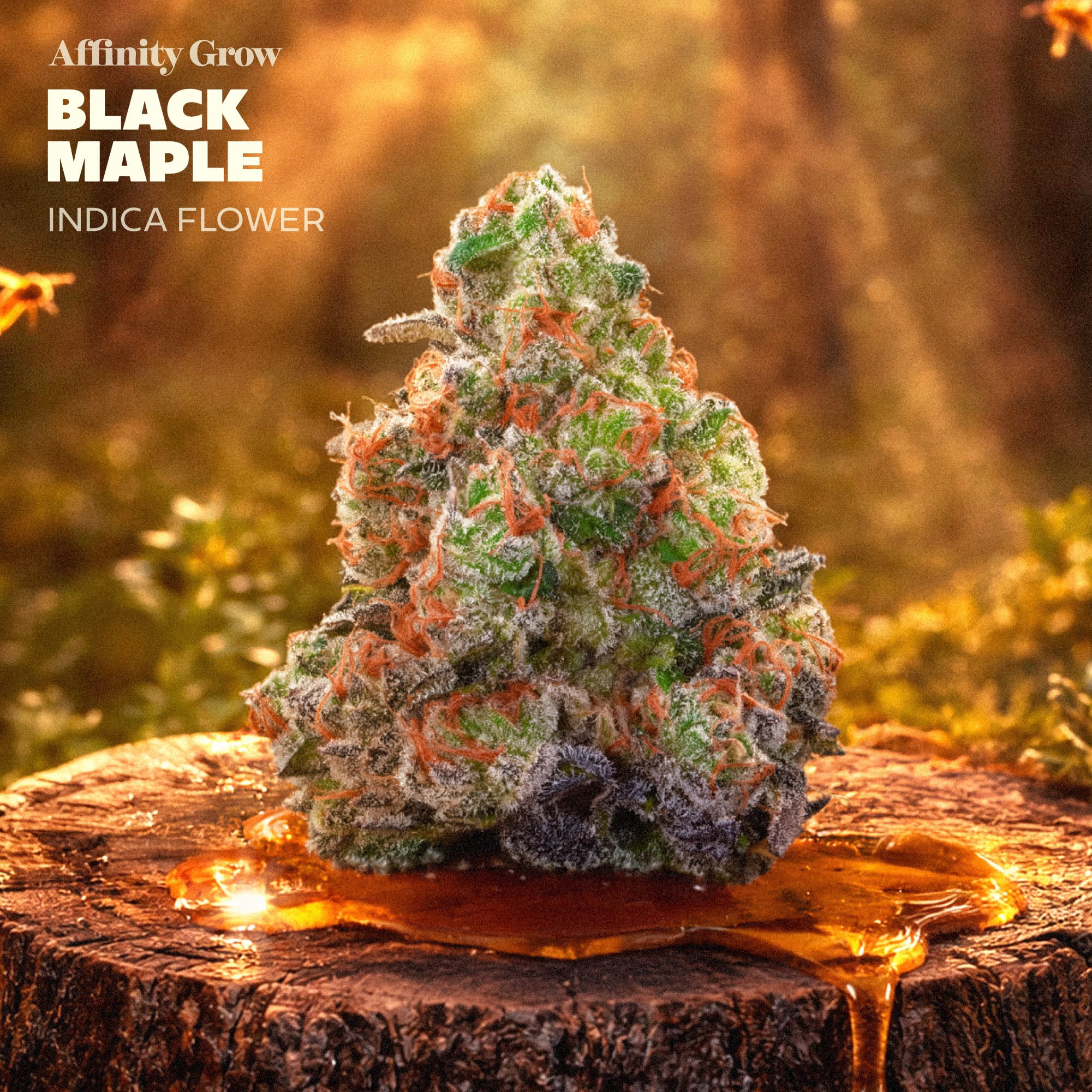 Affinity Grow - Black Maple (I) Flower C0090001004 Affinity Grow - Black Maple (I) Flower C0090001004