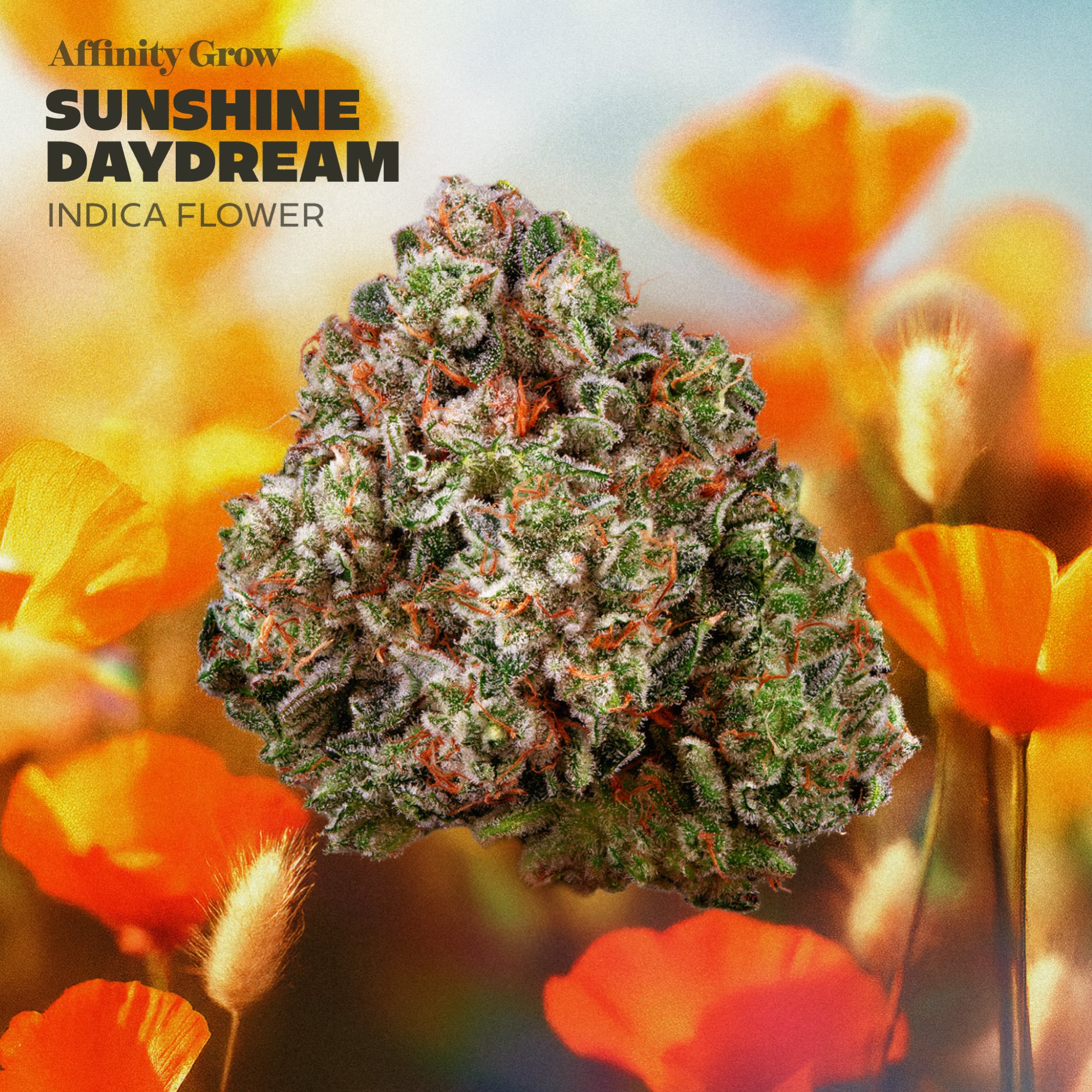 Affinity Grow - Sunshine Daydream (I) Flower  C0090000945
