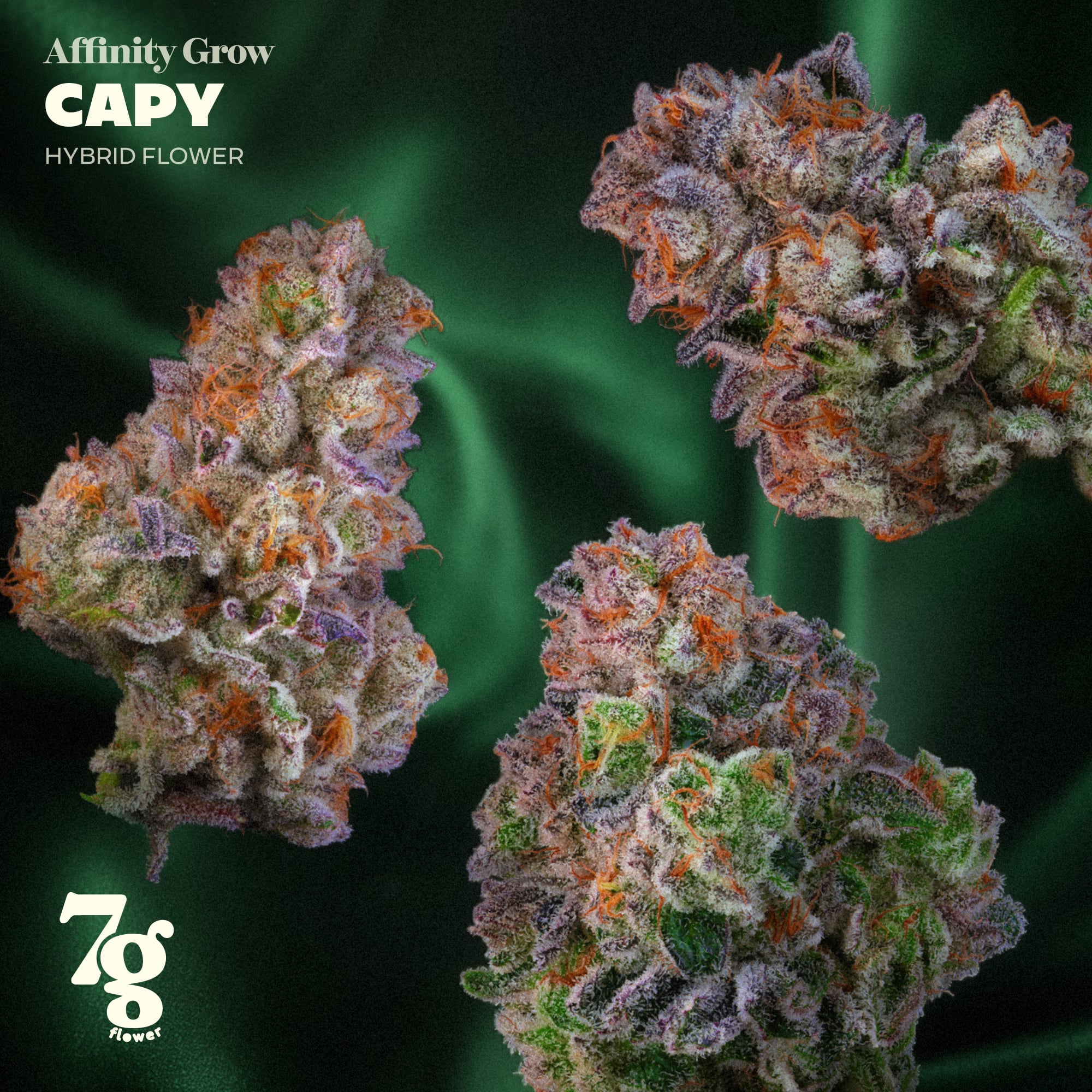 Affinity Grow - Capy (H) Flower C0090000969 Affinity Grow - Capy (H) Flower C0090000969