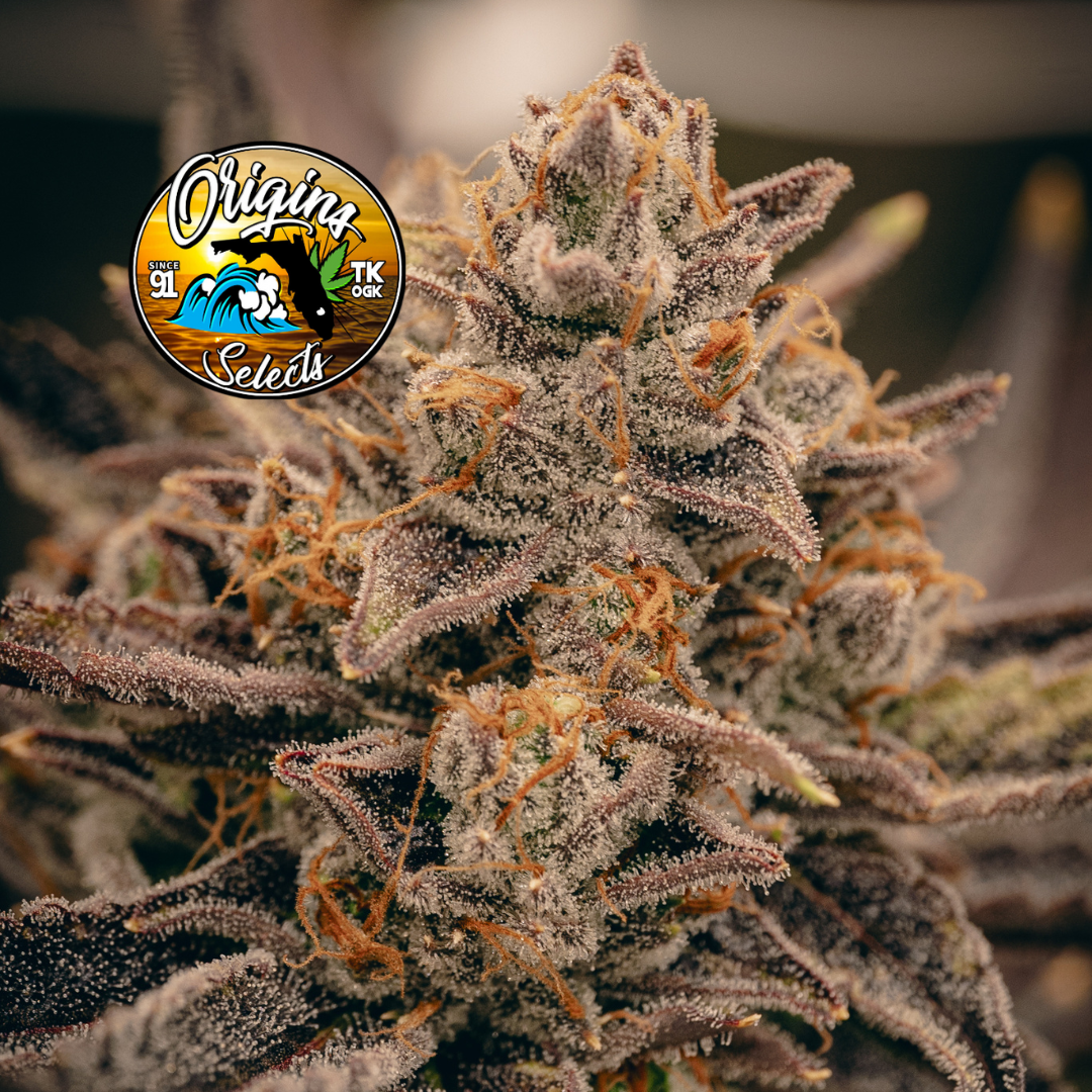 Shop Origins YOG | FLUENT - Daytona Beach Dispensary Holly HIll, FL