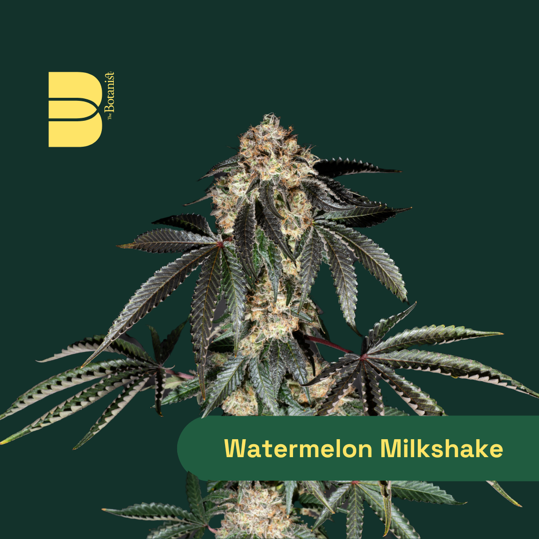 Watermelon Milkshake