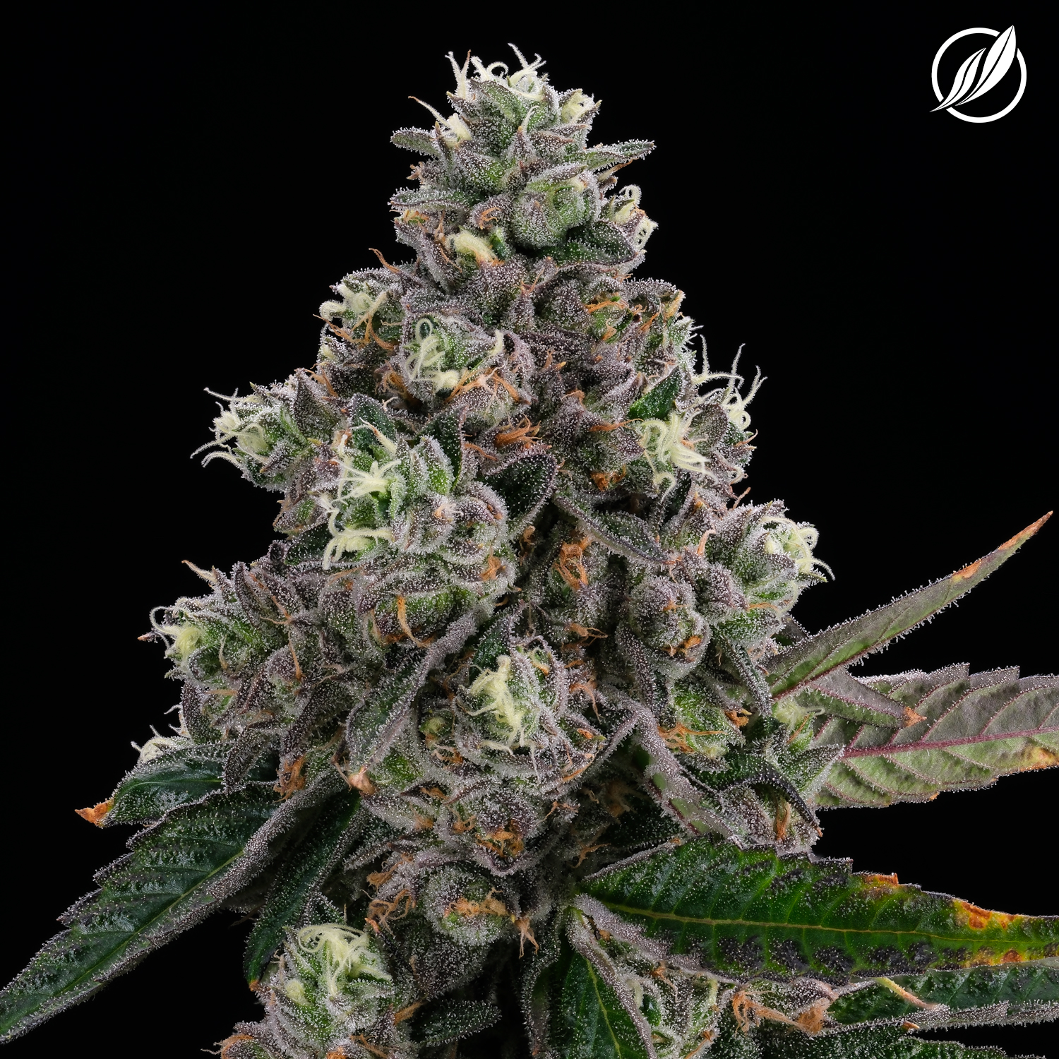 CTPharma Flower Dieselato (H) 26461