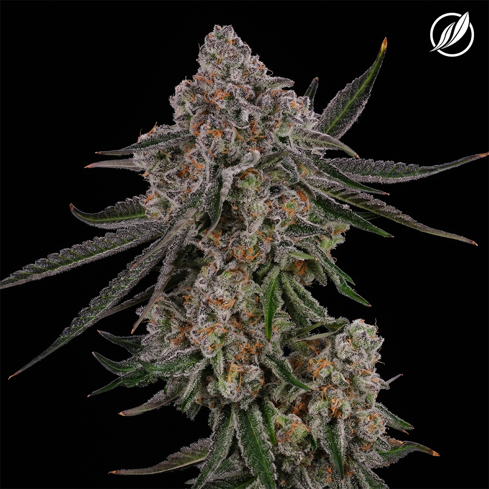 CTPharma Flower Ghost White (I) 26437