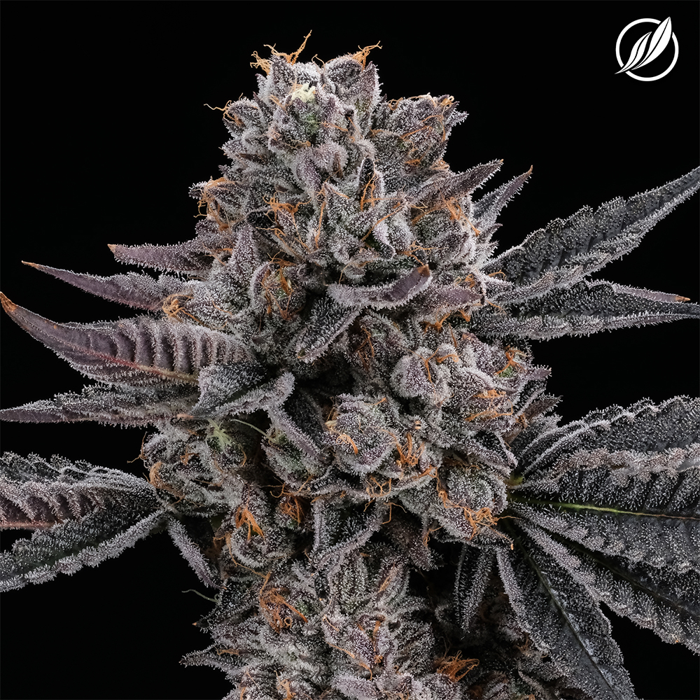 CTPharma Flower GMO I 26444