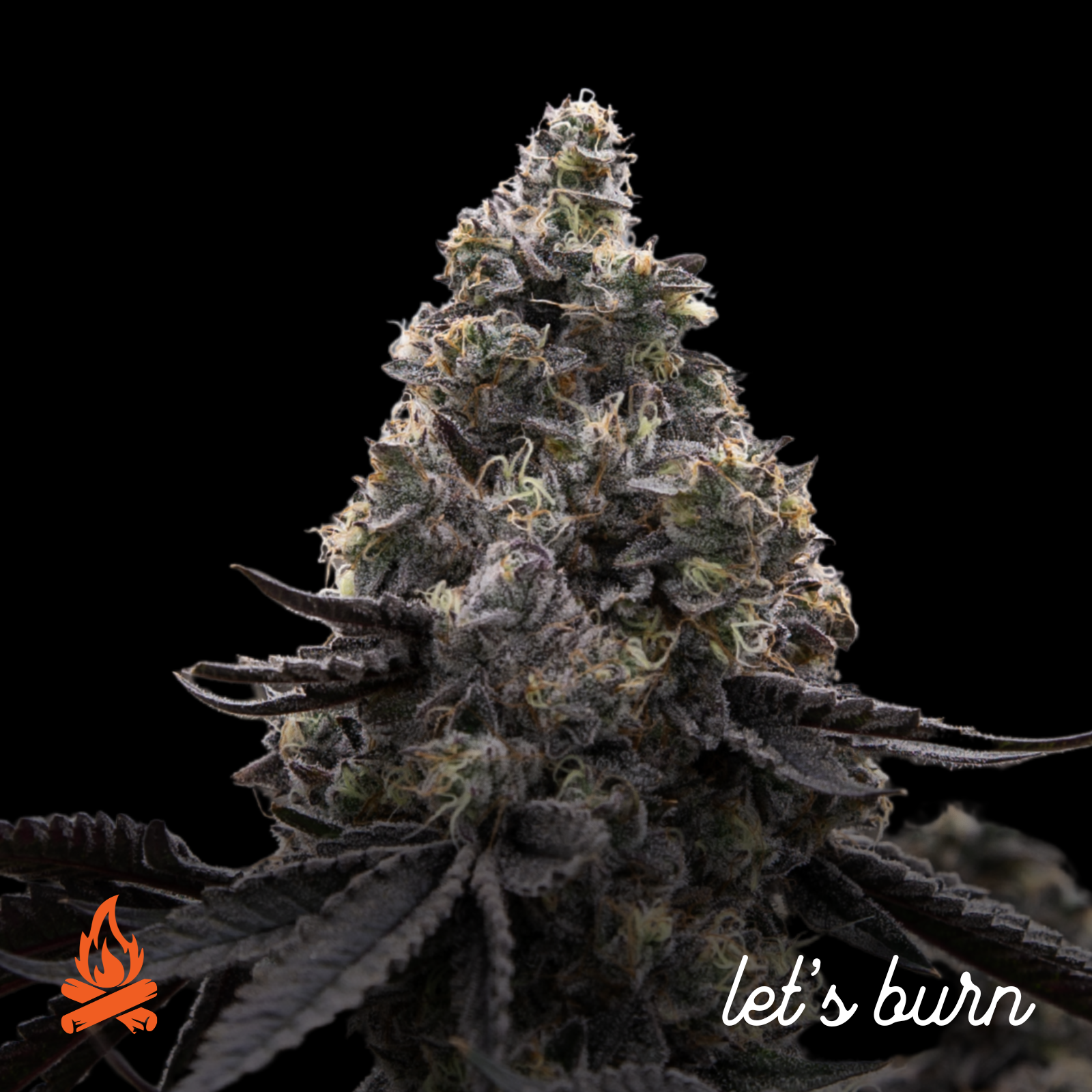 Mikado Mintz Flower | T27.78 | 0002 | 3.5g"