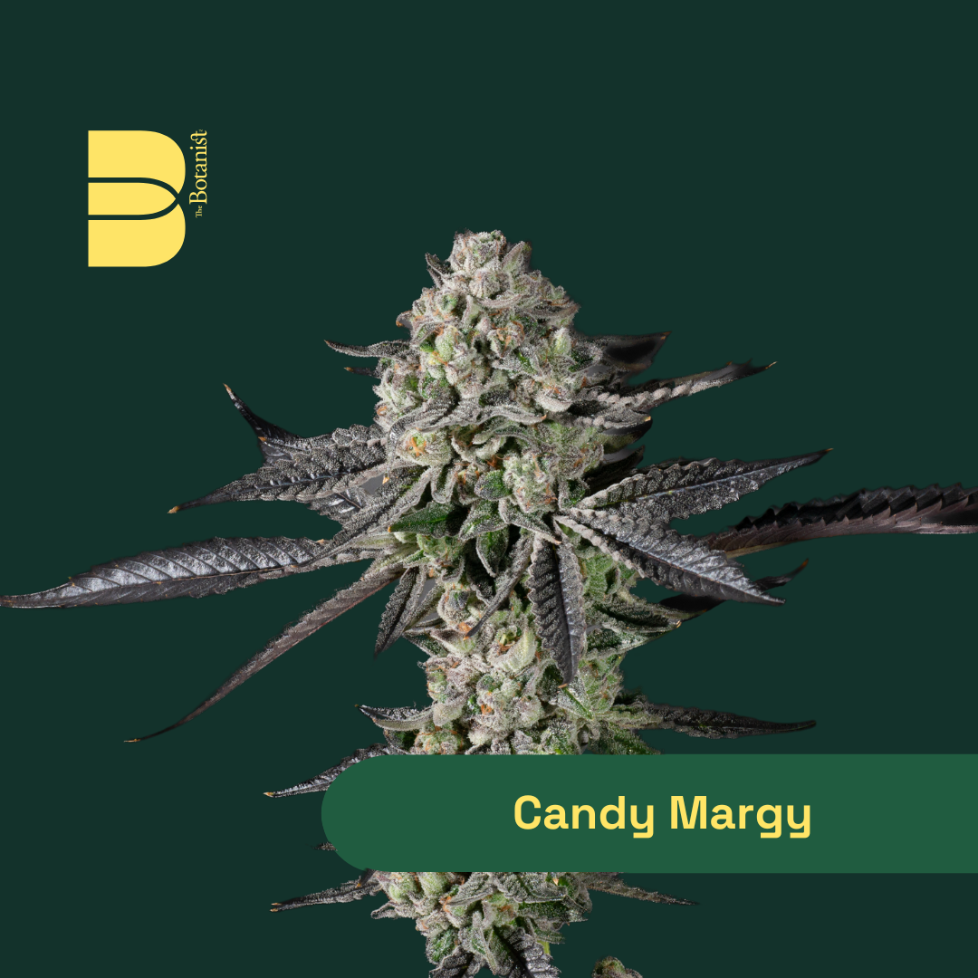 Candy Margy