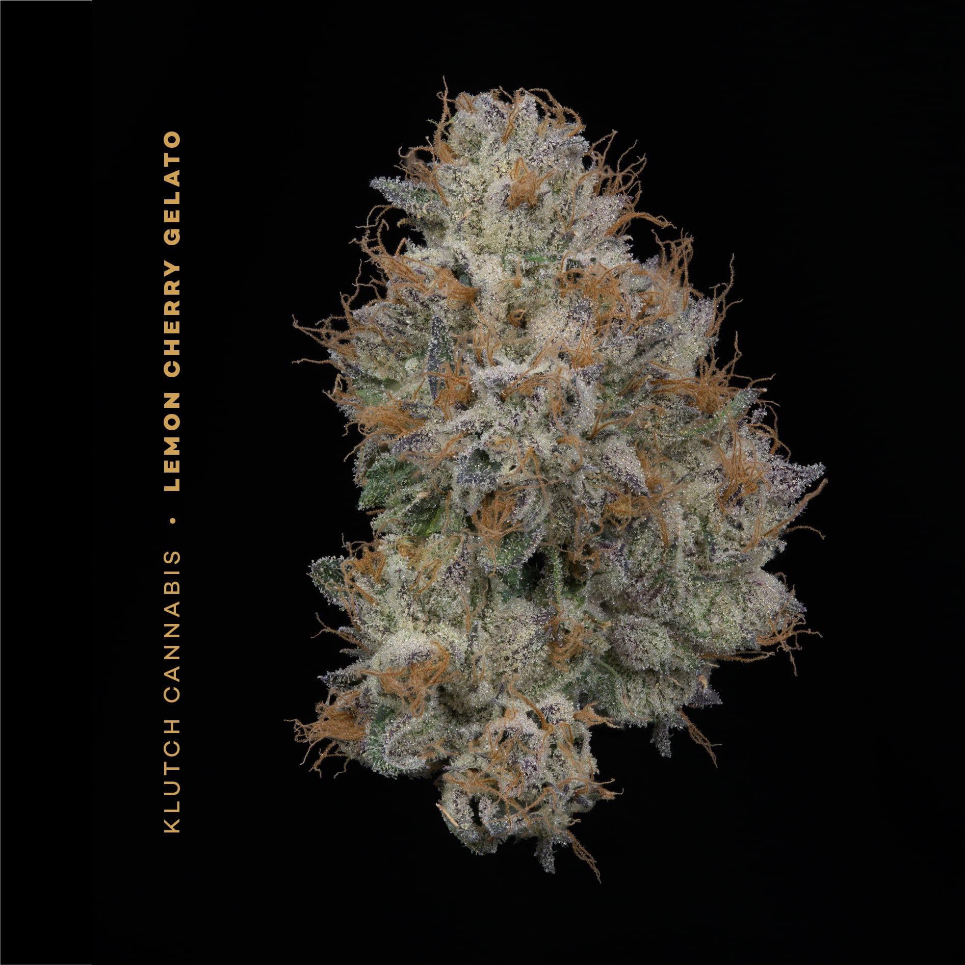 LEMON CHERRY GELATO - [14.15G] - HYBRID