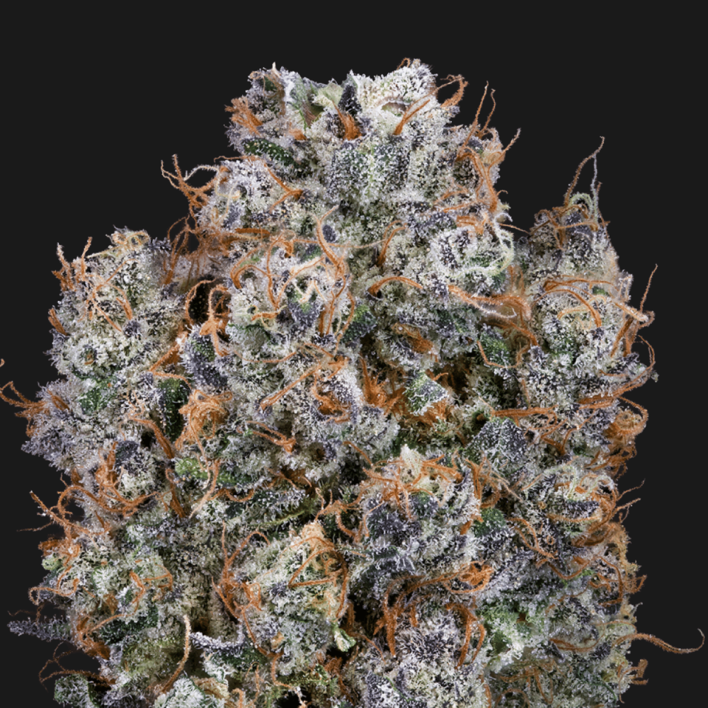BLUEBERRY CHOCOLOPE - [3.54G] - SATIVA