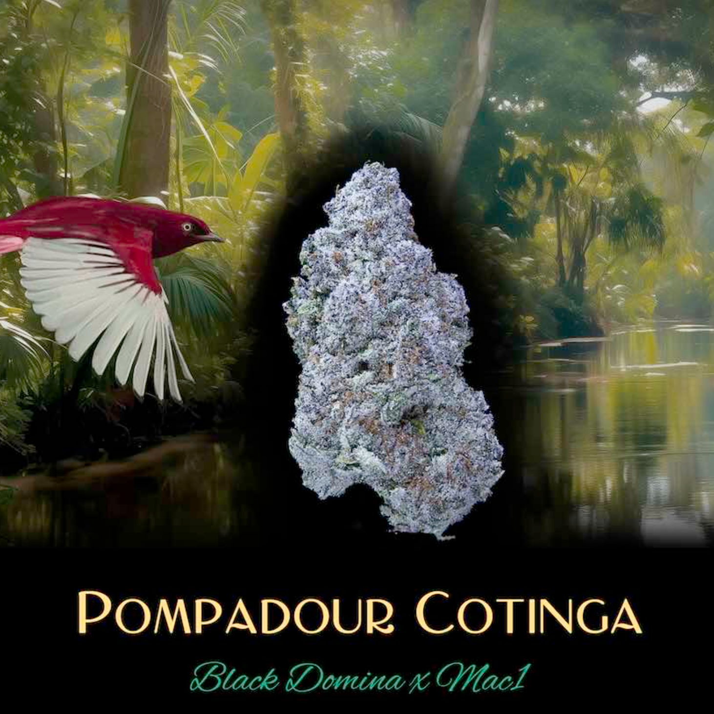 Pompadour Cotinga