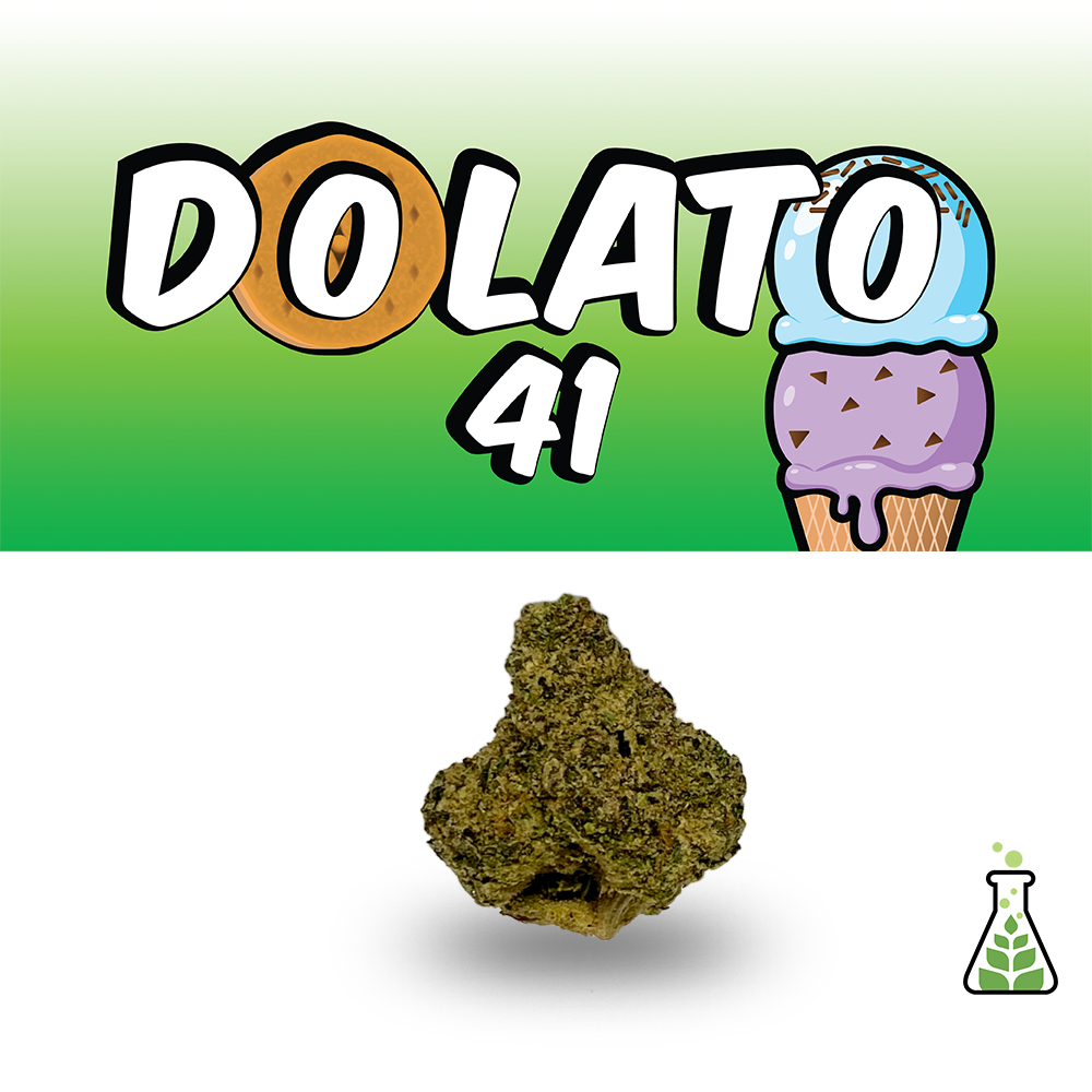 Sanctuary - Dolato 41 Flower Sanctuary - Dolato 41 Flower