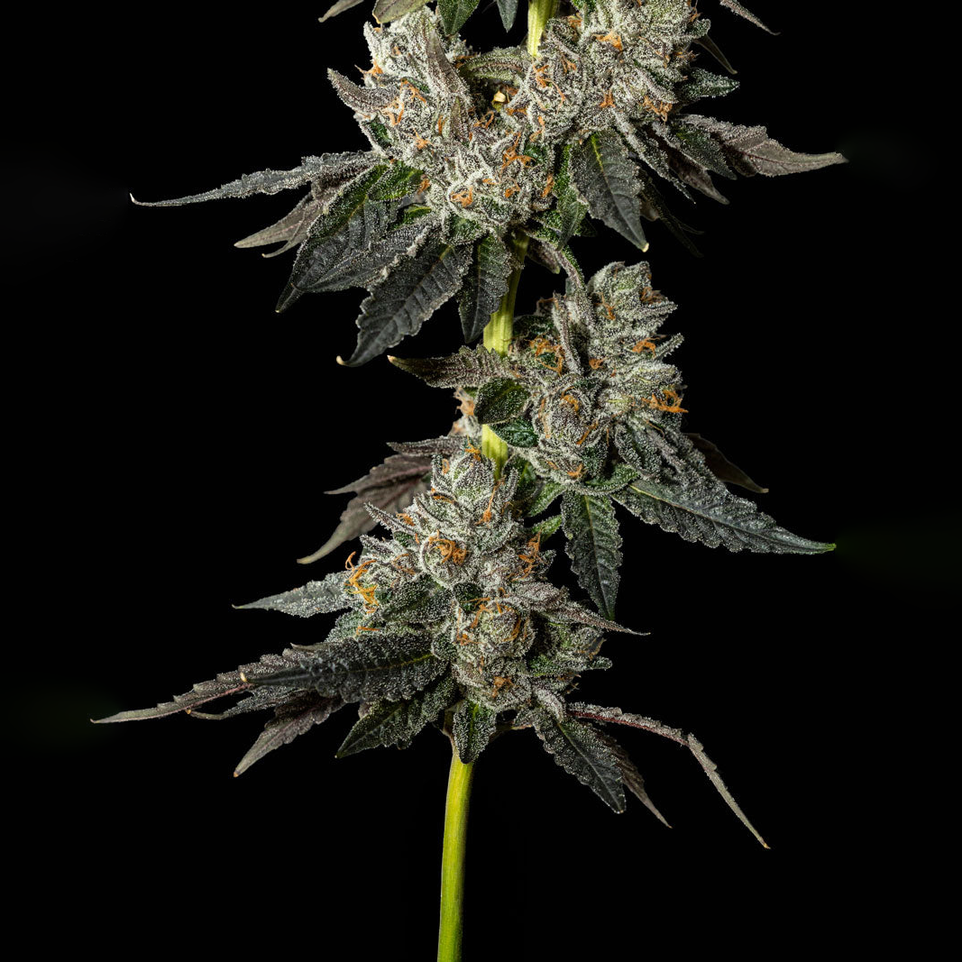 Lemon Cherry Gelato