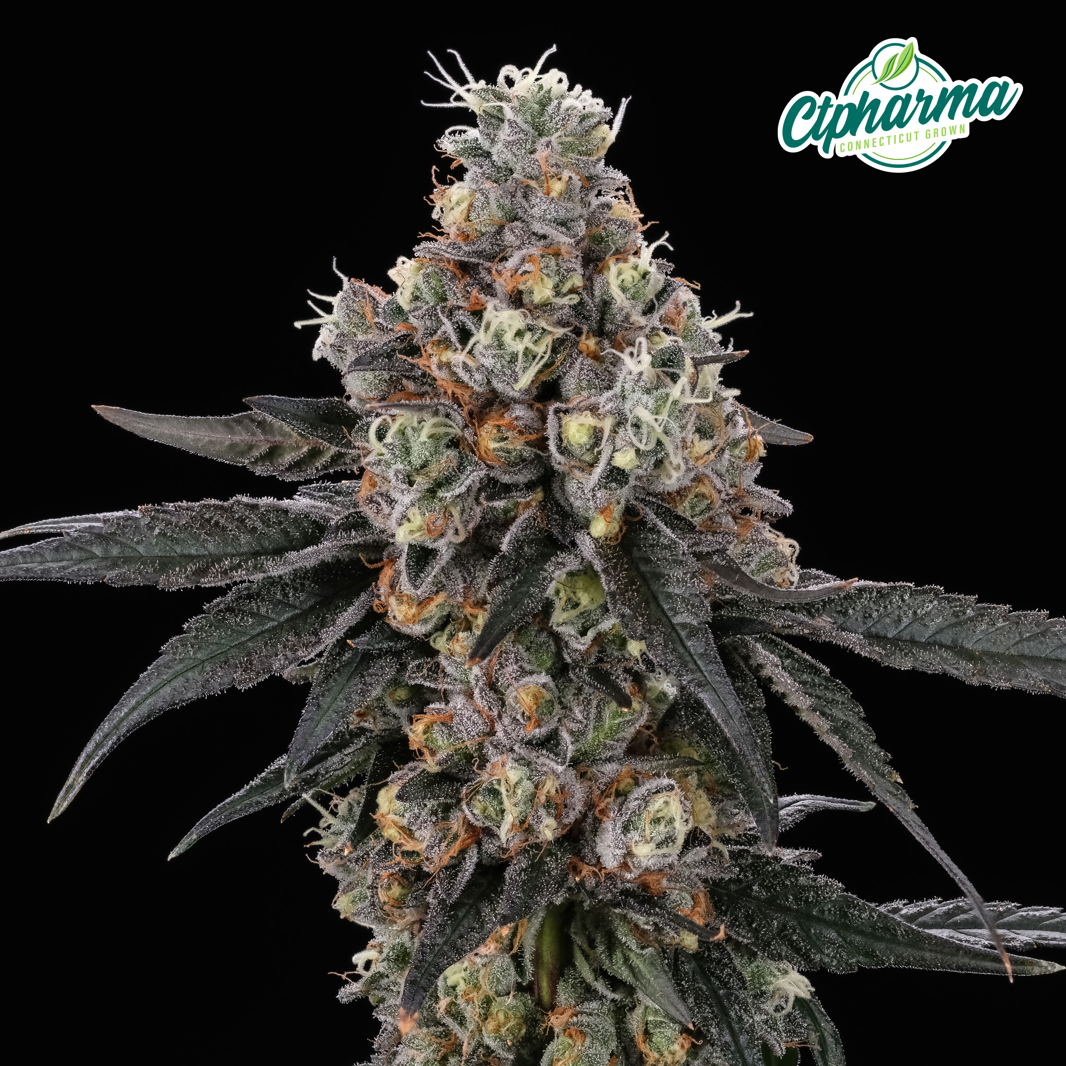 Mendo Wedding Flower I 26561