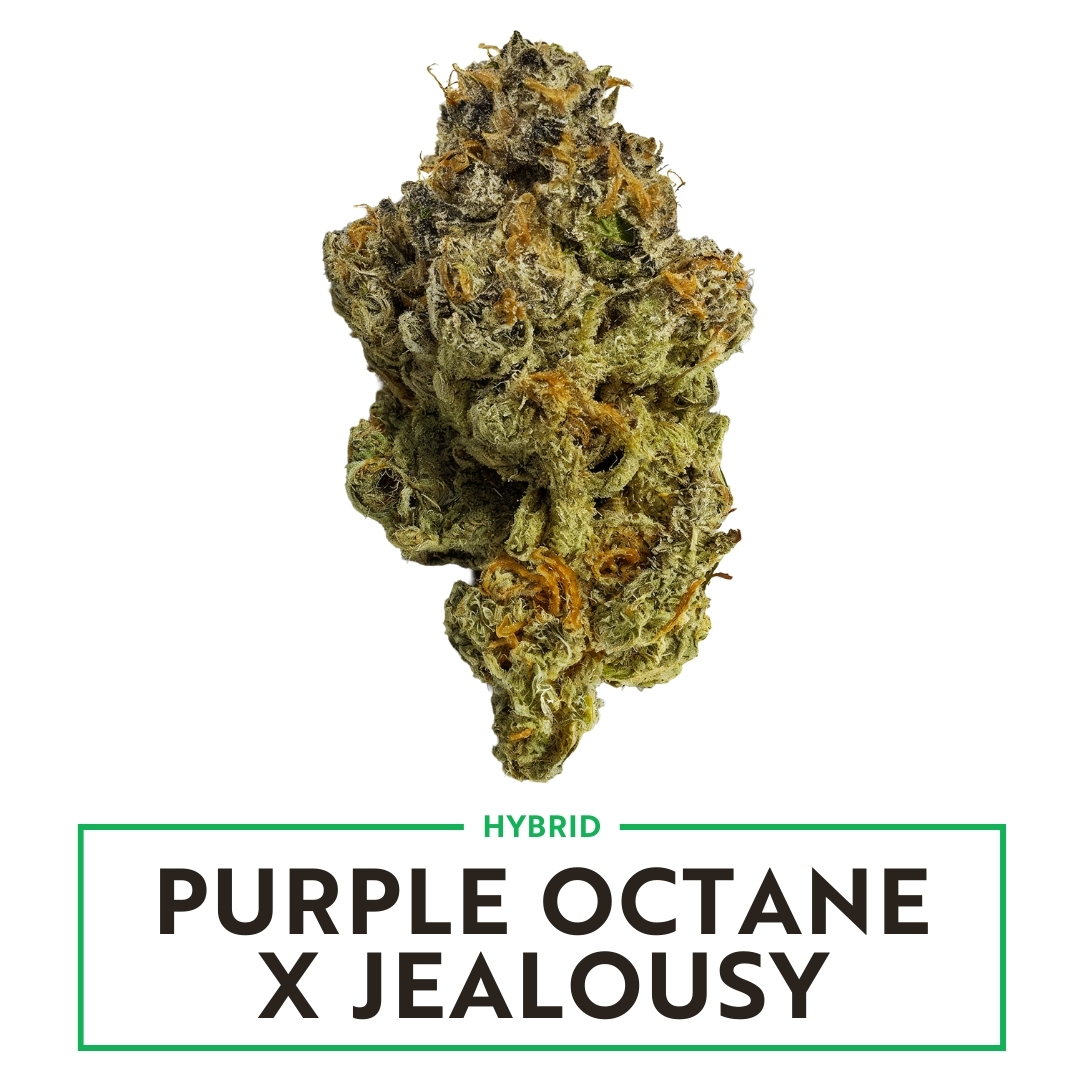 Purple Octane x Jealousy