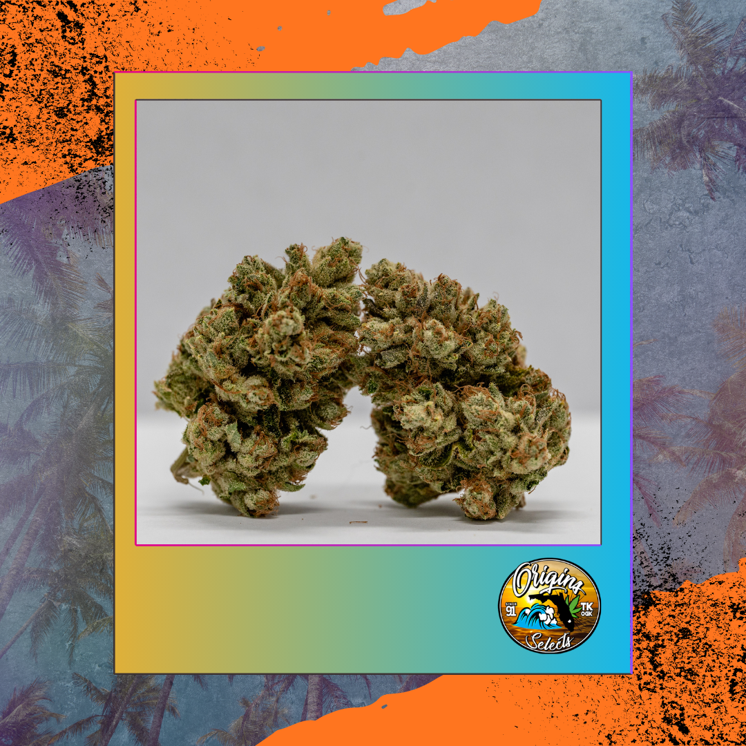 Origins Triangle Kush