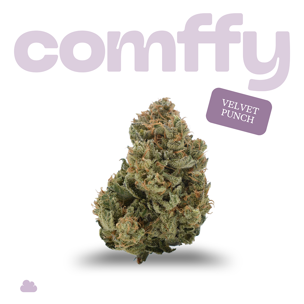 comffy - Velvet Punch (I) Flower