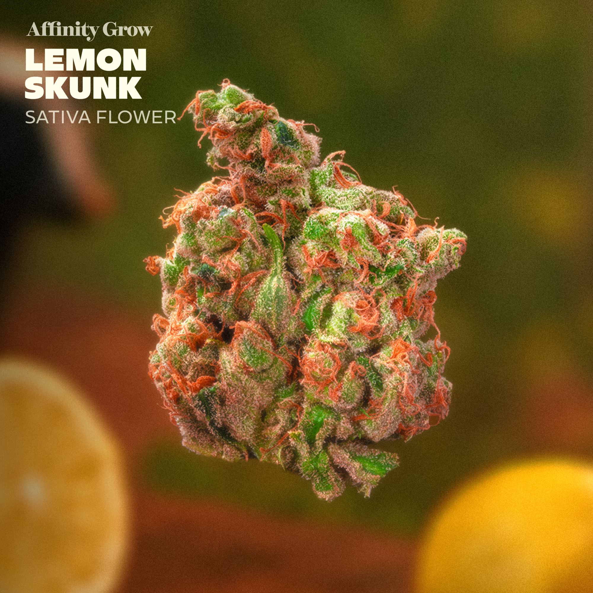 Lemon Skunk Flower T22.24% S 01068