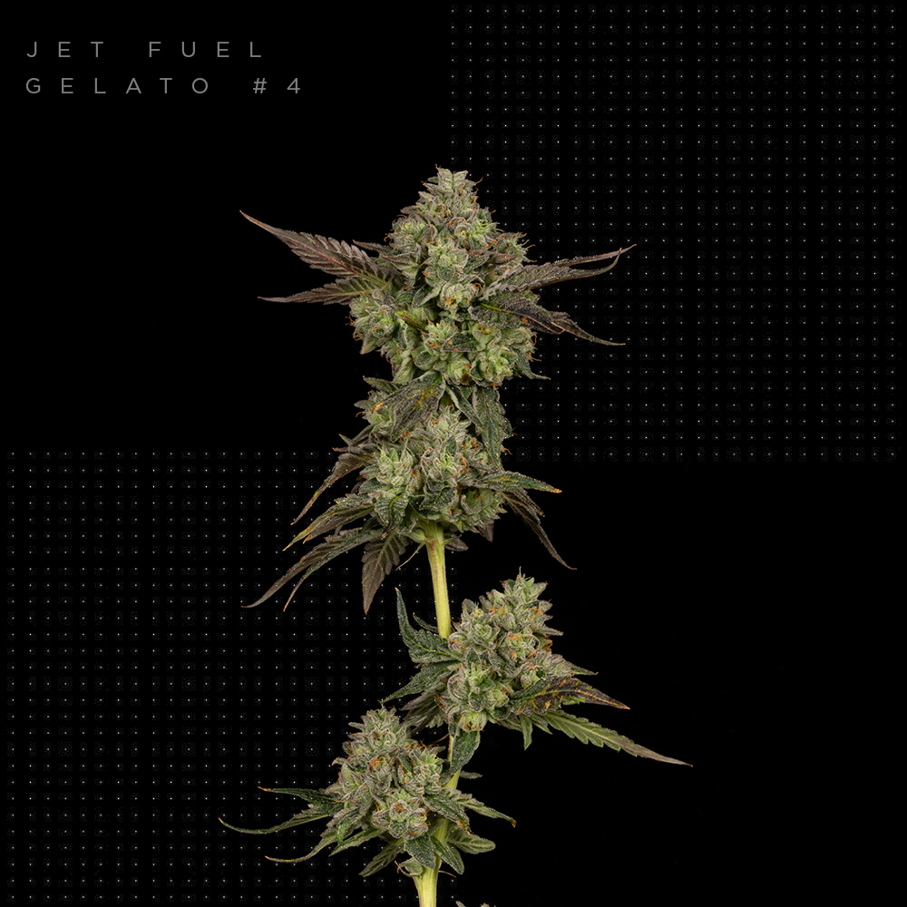 Jet Fuel Gelato 4 FloraCal™ Premium Flower Jane