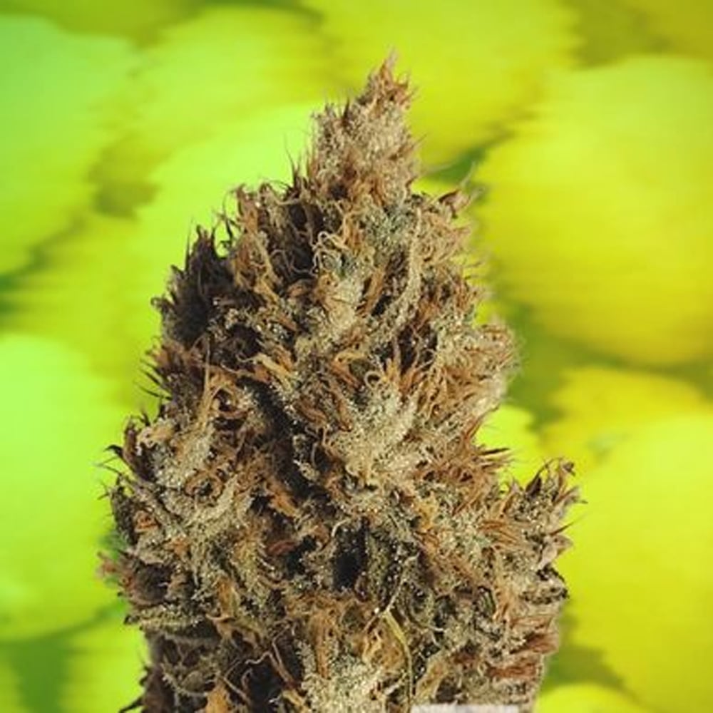 Super Lemon Haze