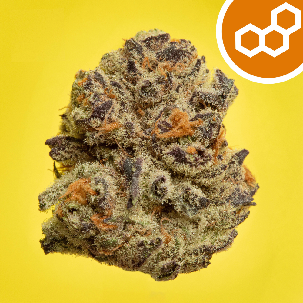 Theraplant - Pinyatti (S) Flower  C0040001684